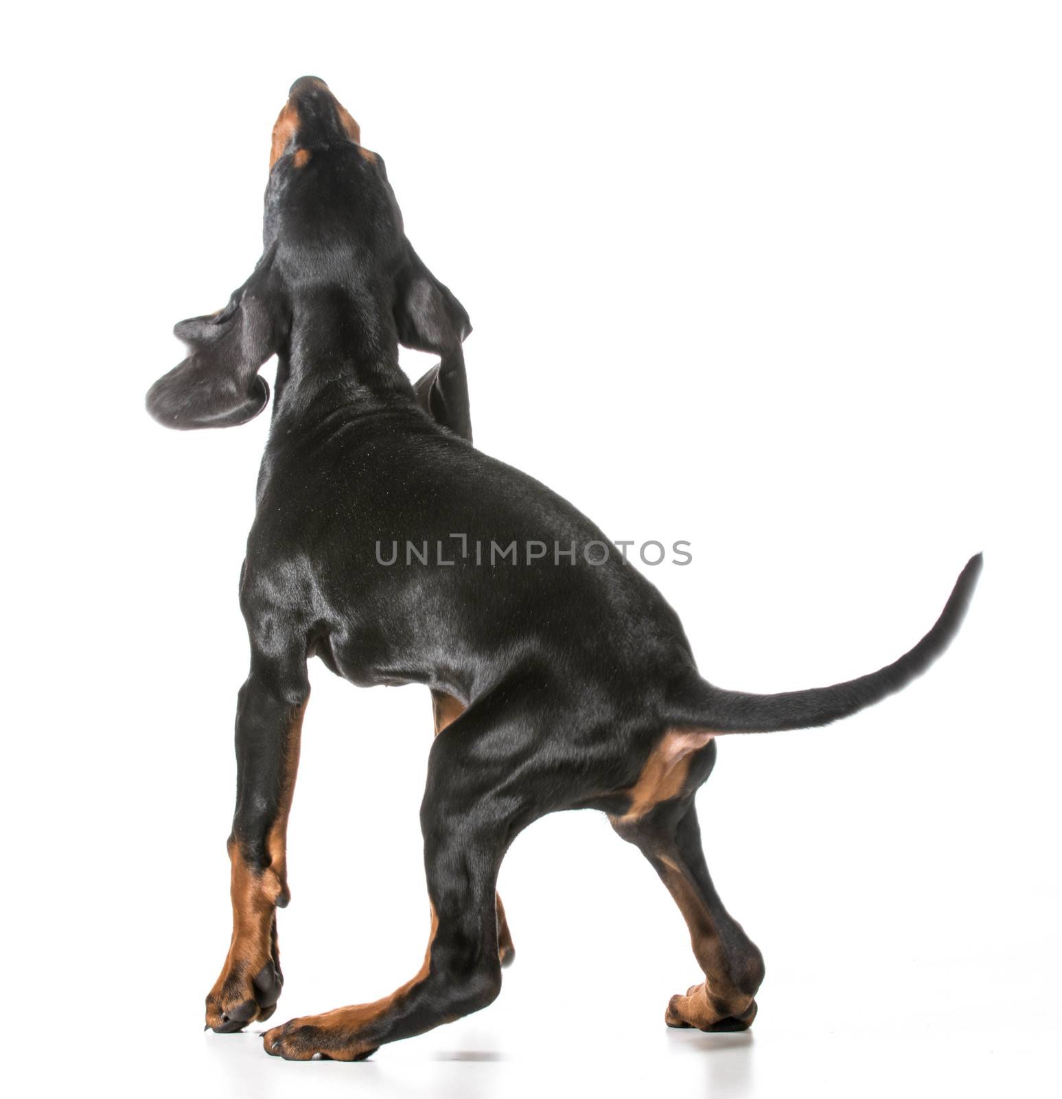 black and tan coonhound jumping up on white background