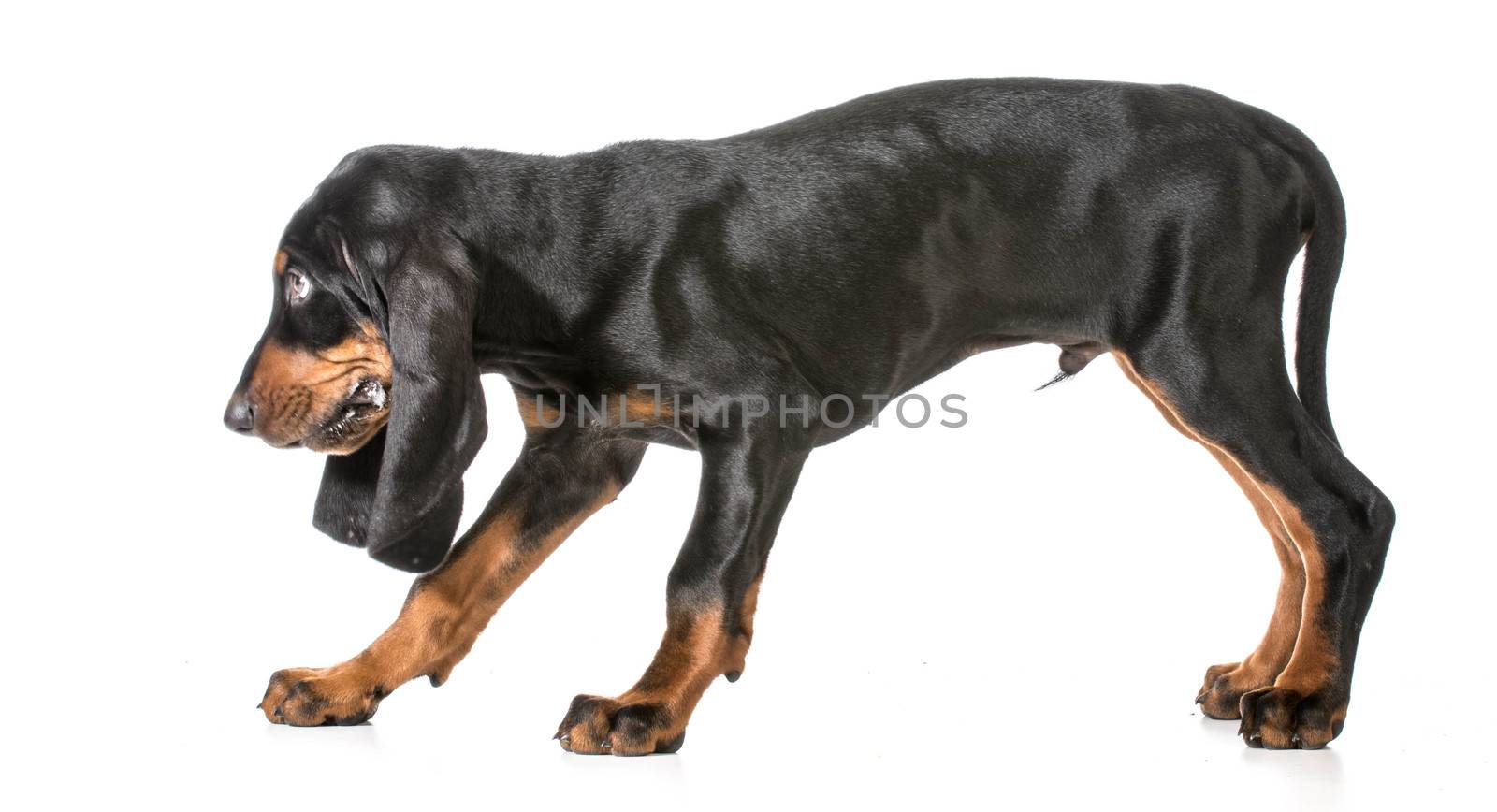 cute puppy - black and tan coonhound walking on white background