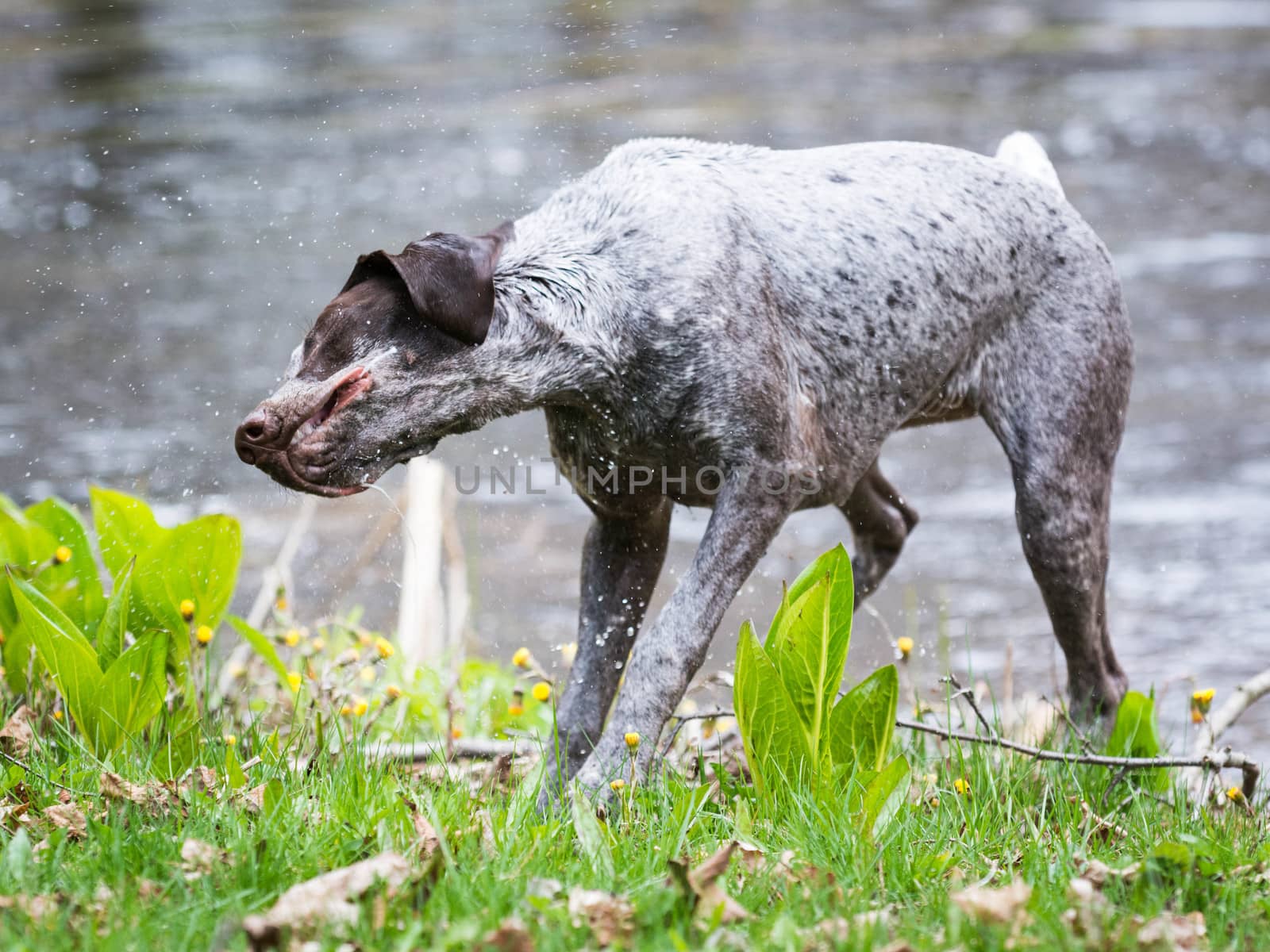 german shorthaired pointer shaking after a swim in a pond