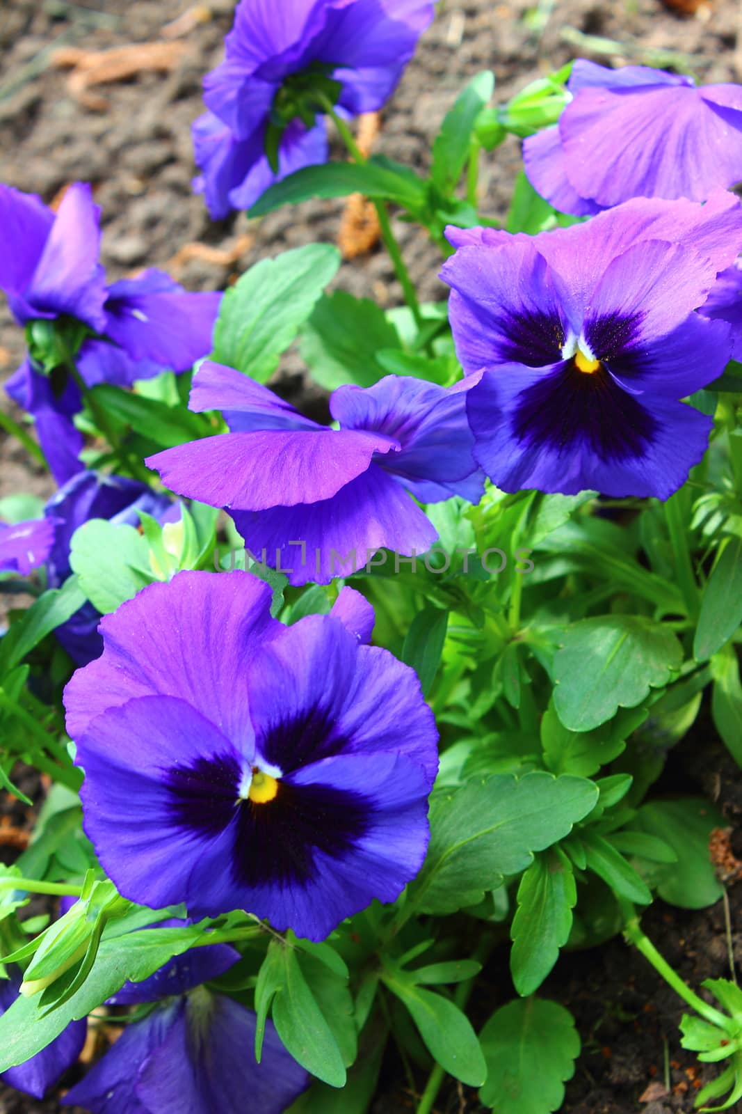 Several violet flowers of pansies blooming in the flowerbed