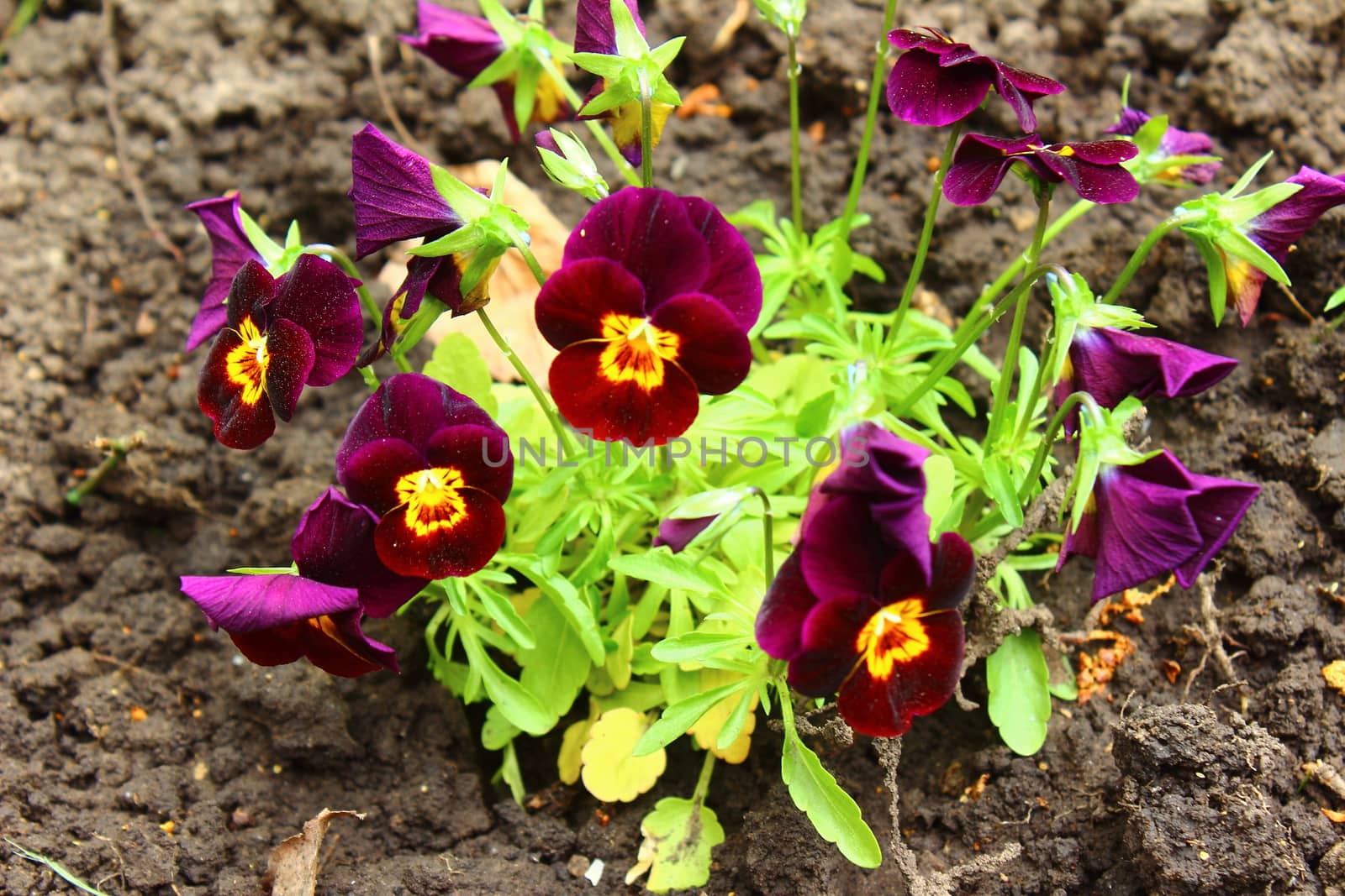 On a small bush a few pansies lilac flowers