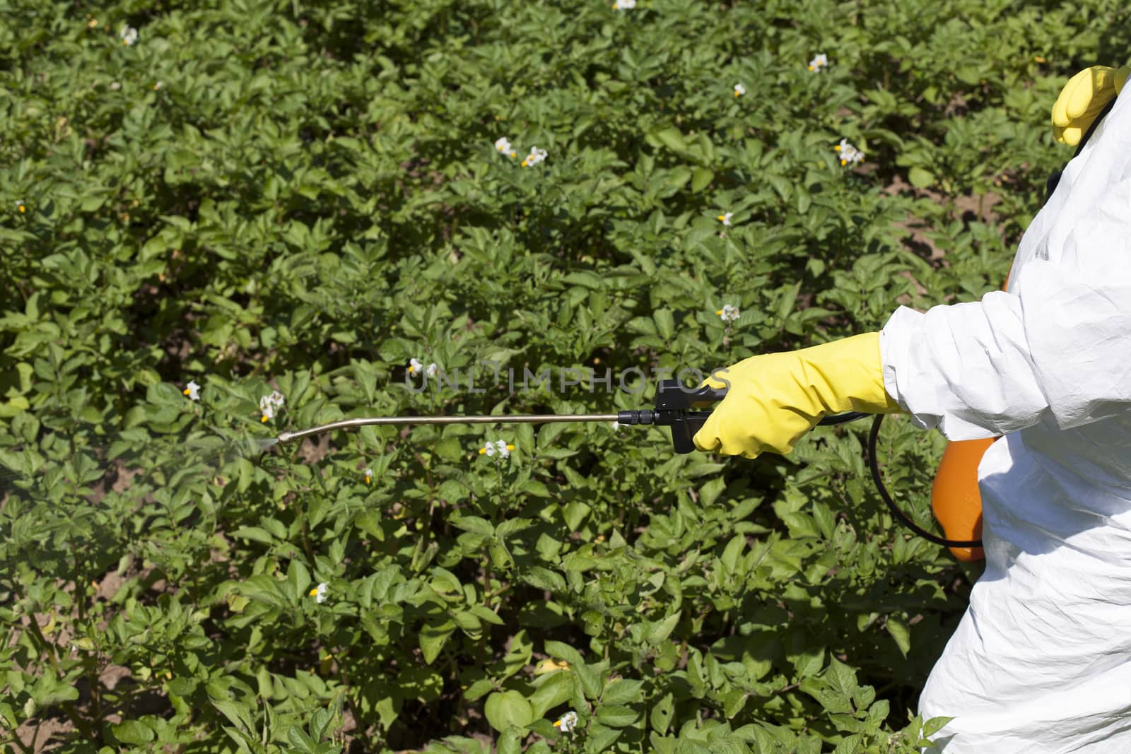 Vegetables spraying with pesticides in a garden