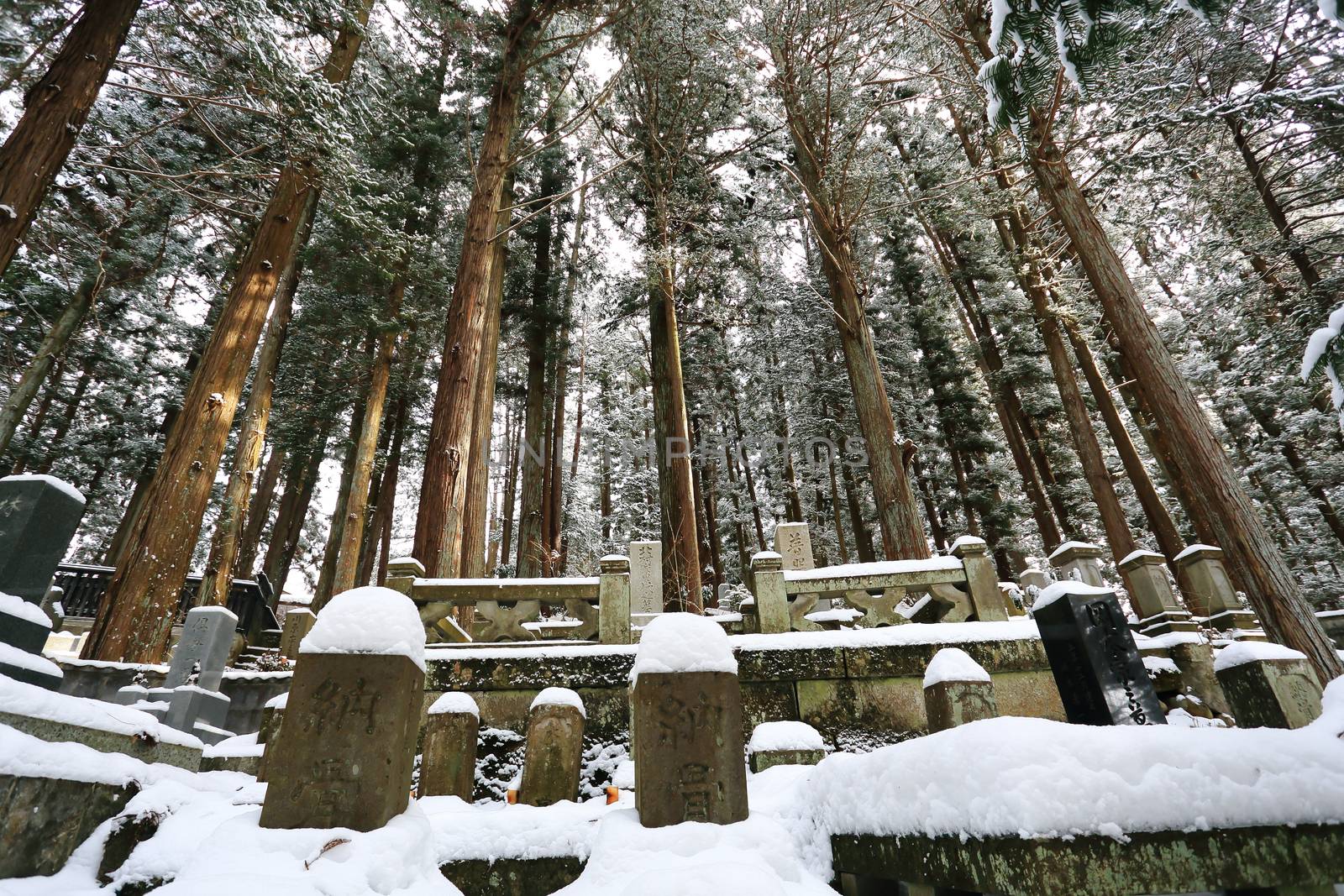 Beautiful Winter forest (Japanese cemetery) by rufous