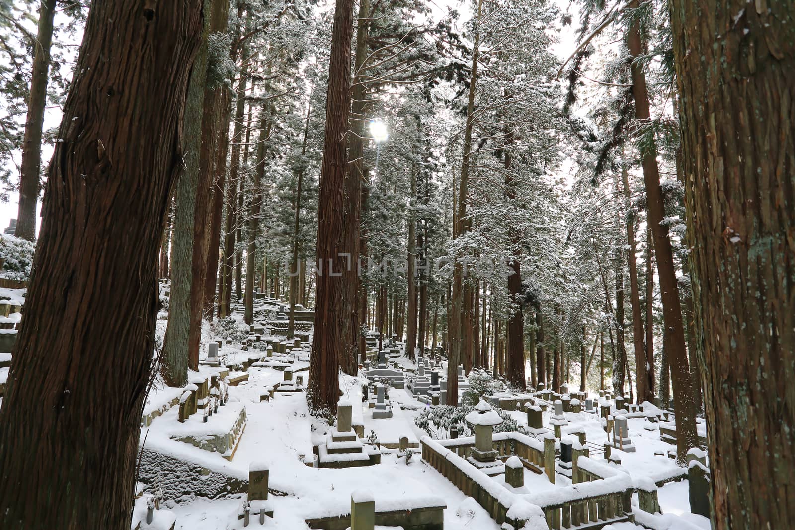 Beautiful Winter forest (Japanese cemetery) by rufous