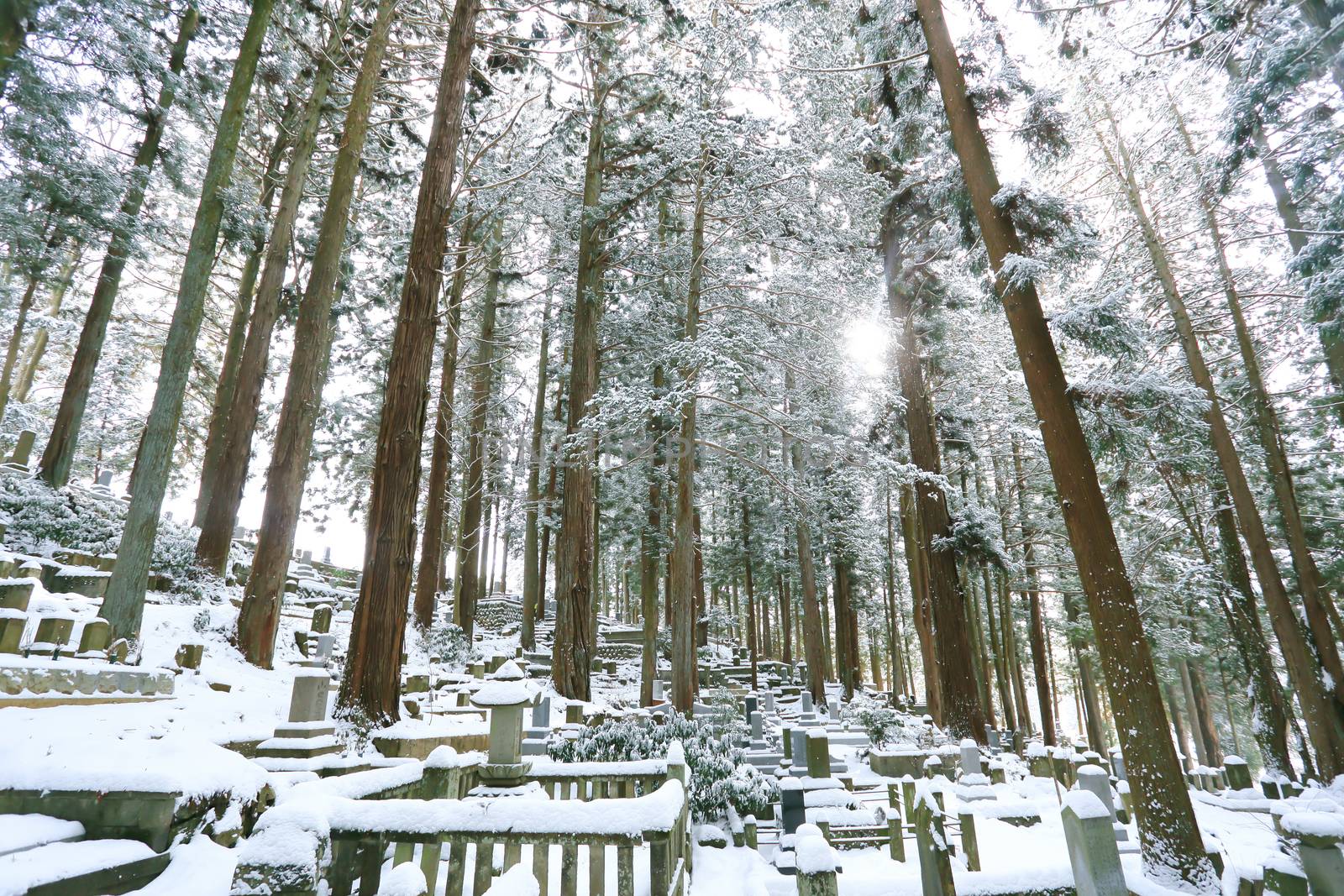 Beautiful Winter forest (Japanese cemetery)