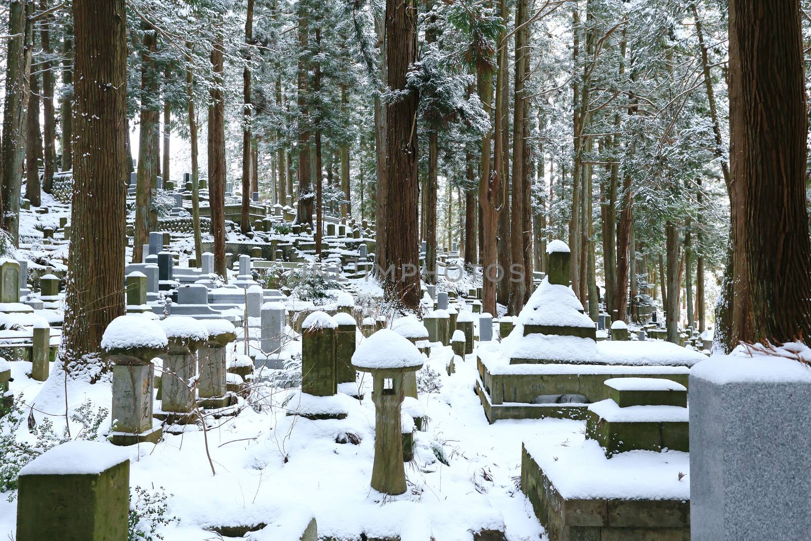Beautiful Winter forest (Japanese cemetery)