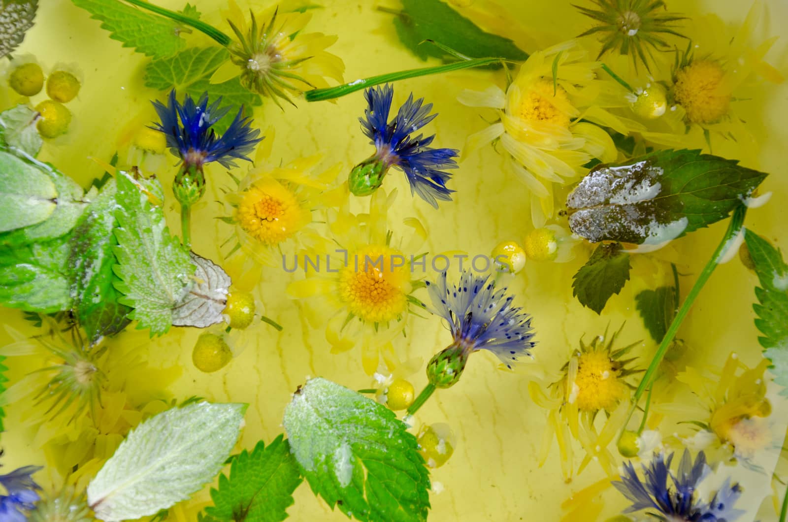 background of fresh picked cornflower camomile calendula mint leaves herbs in water