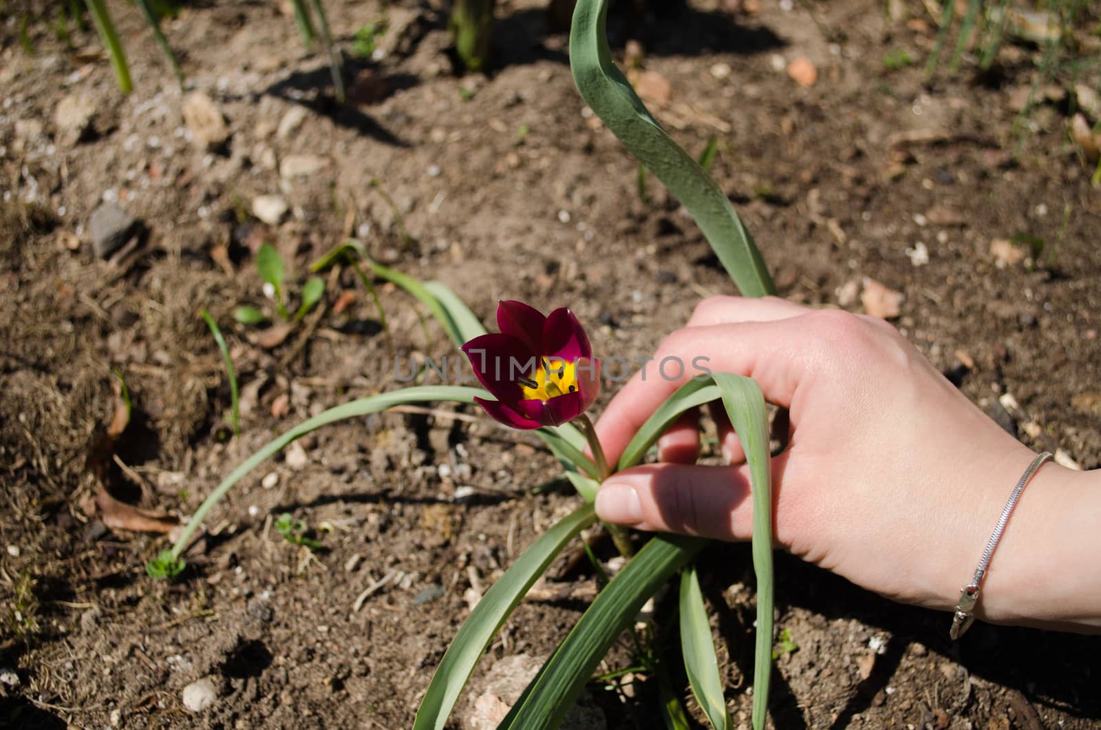 hand of woman to small red tulips in the garden