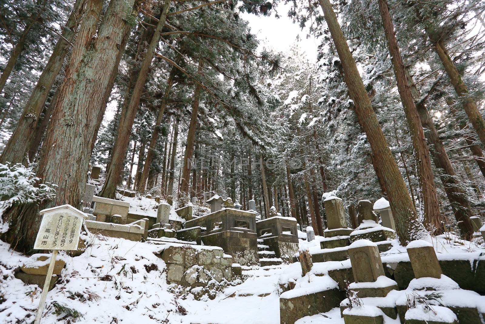 Beautiful Winter forest (Japanese cemetery)