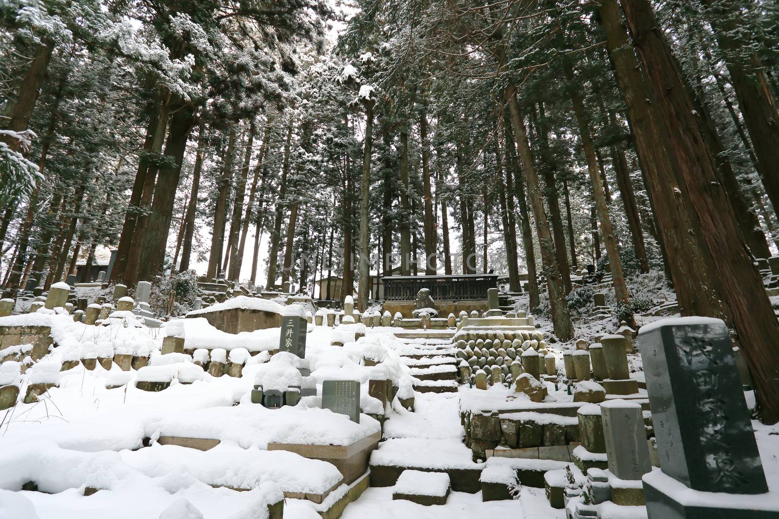Beautiful Winter forest (Japanese cemetery) by rufous