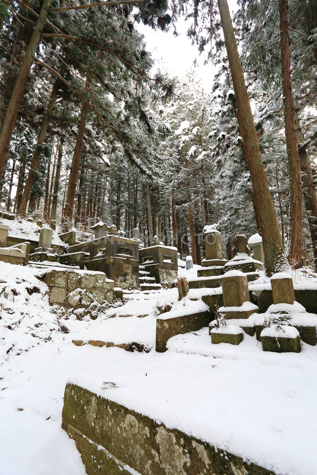 Beautiful Winter forest (Japanese cemetery) by rufous