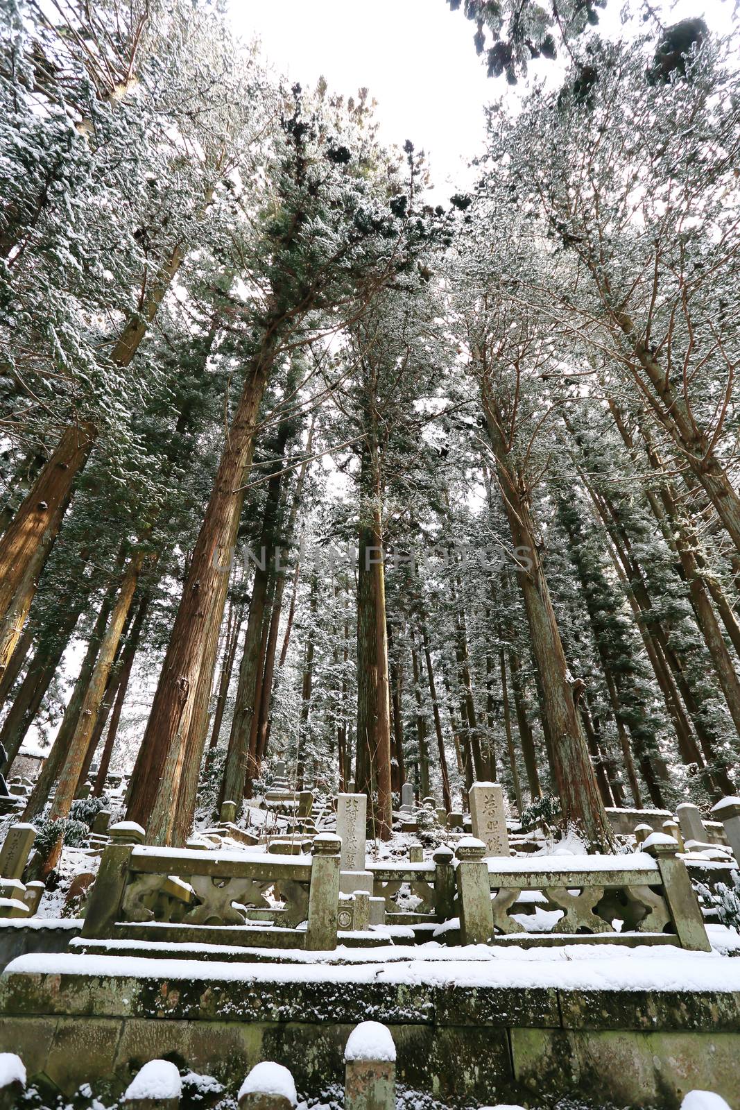 Beautiful Winter forest (Japanese cemetery) by rufous