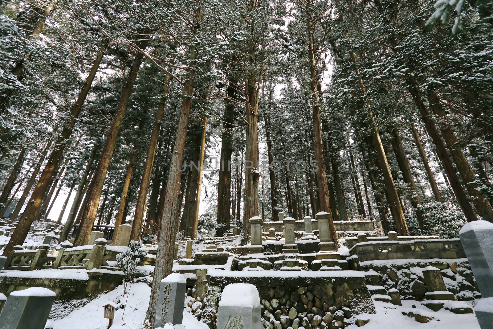 Beautiful Winter forest (Japanese cemetery)