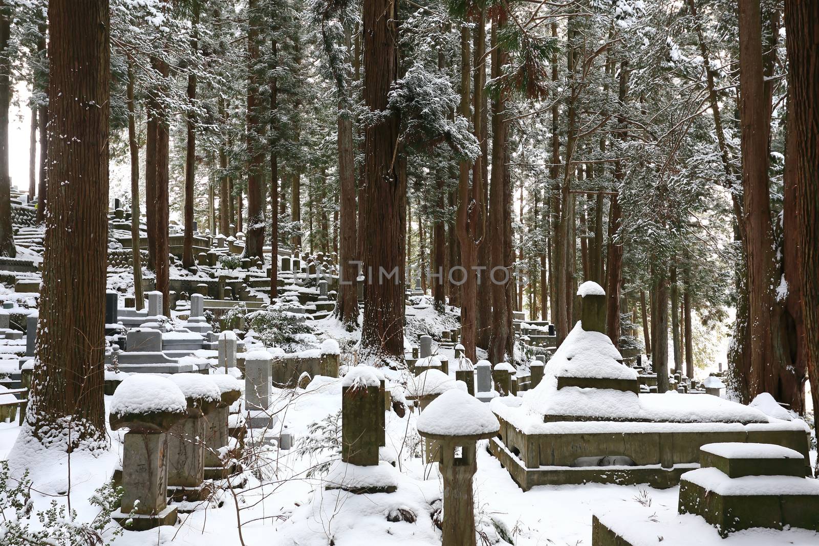 Beautiful Winter forest (Japanese cemetery)