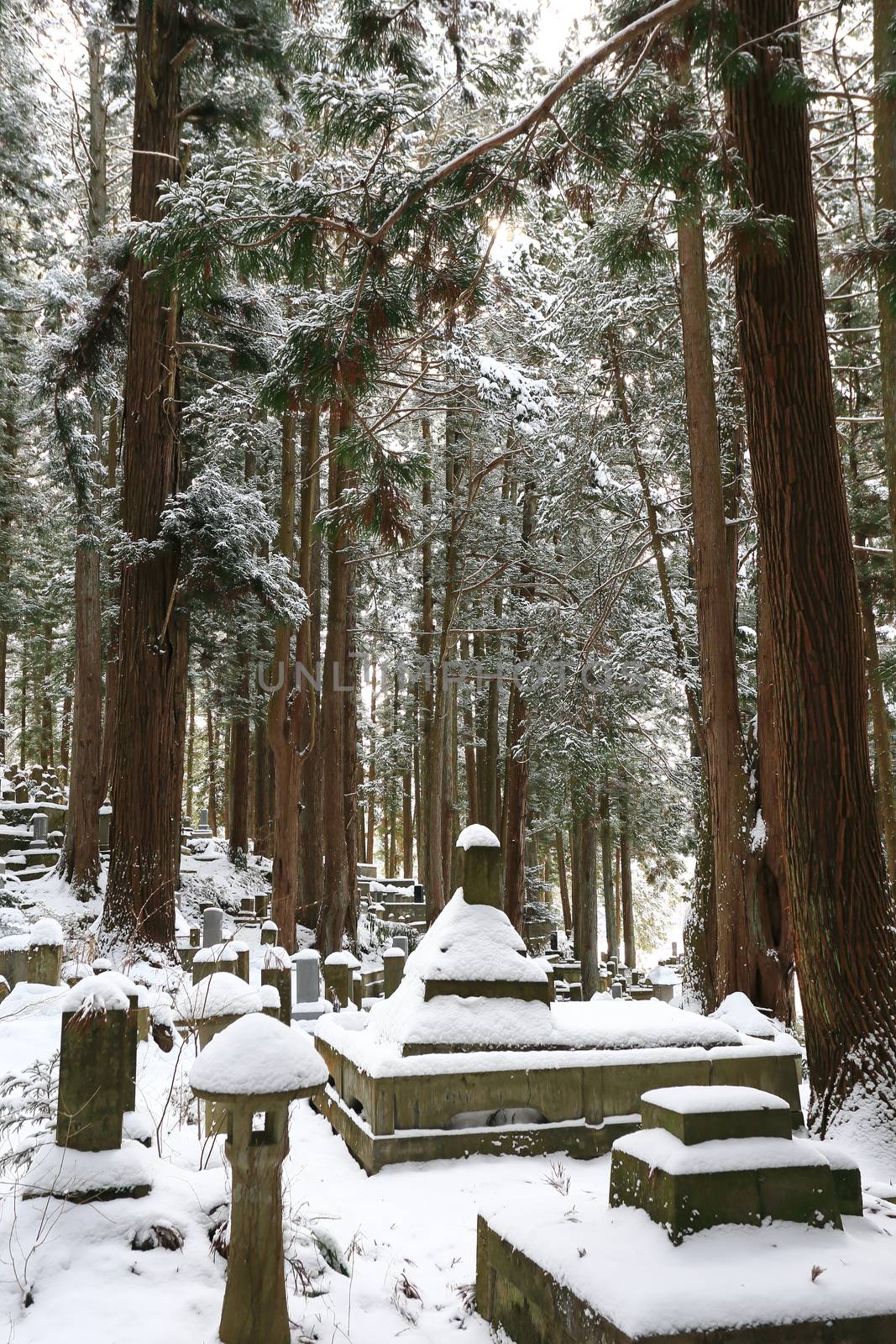 Beautiful Winter forest (Japanese cemetery)