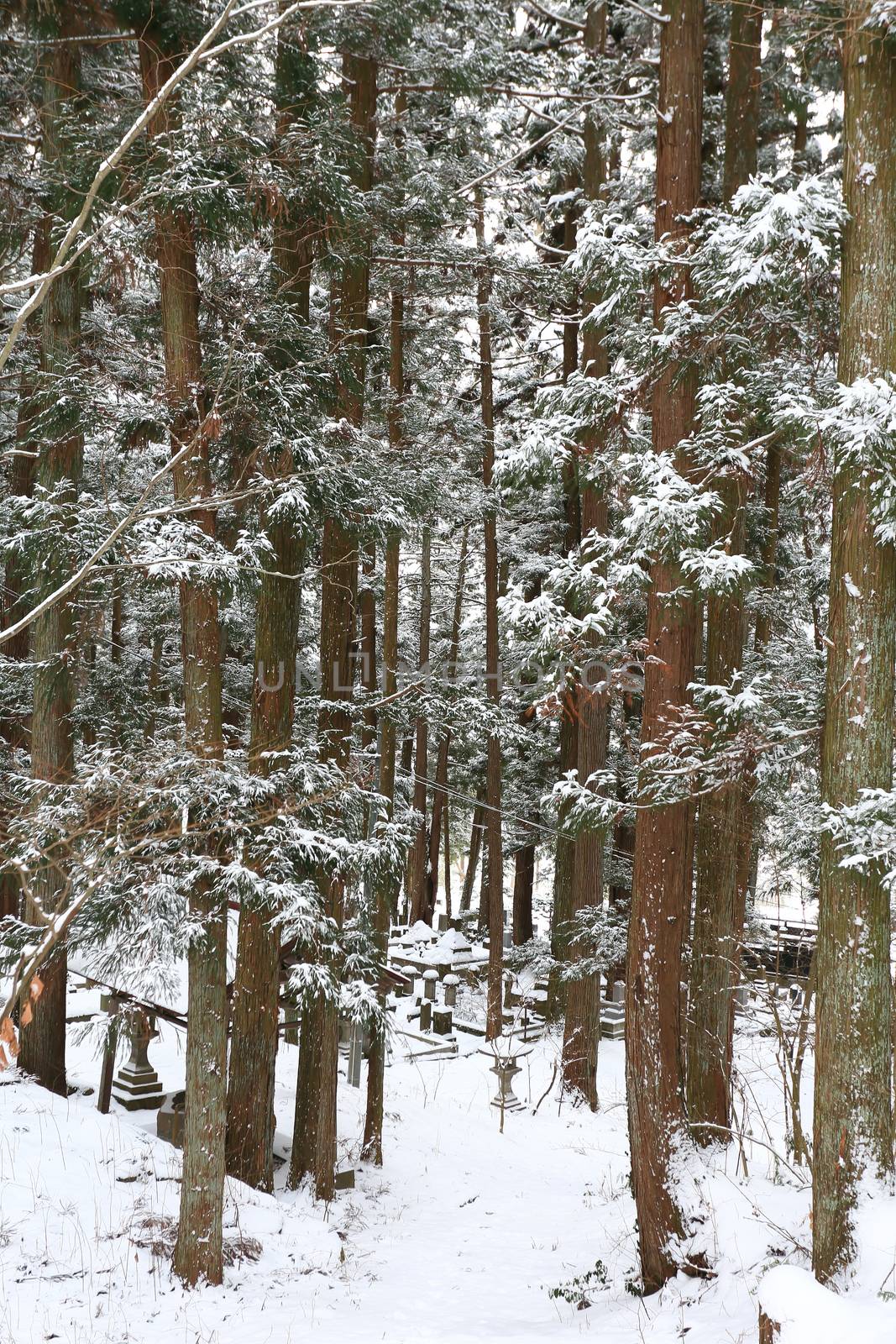 Beautiful Winter forest (Japanese cemetery)