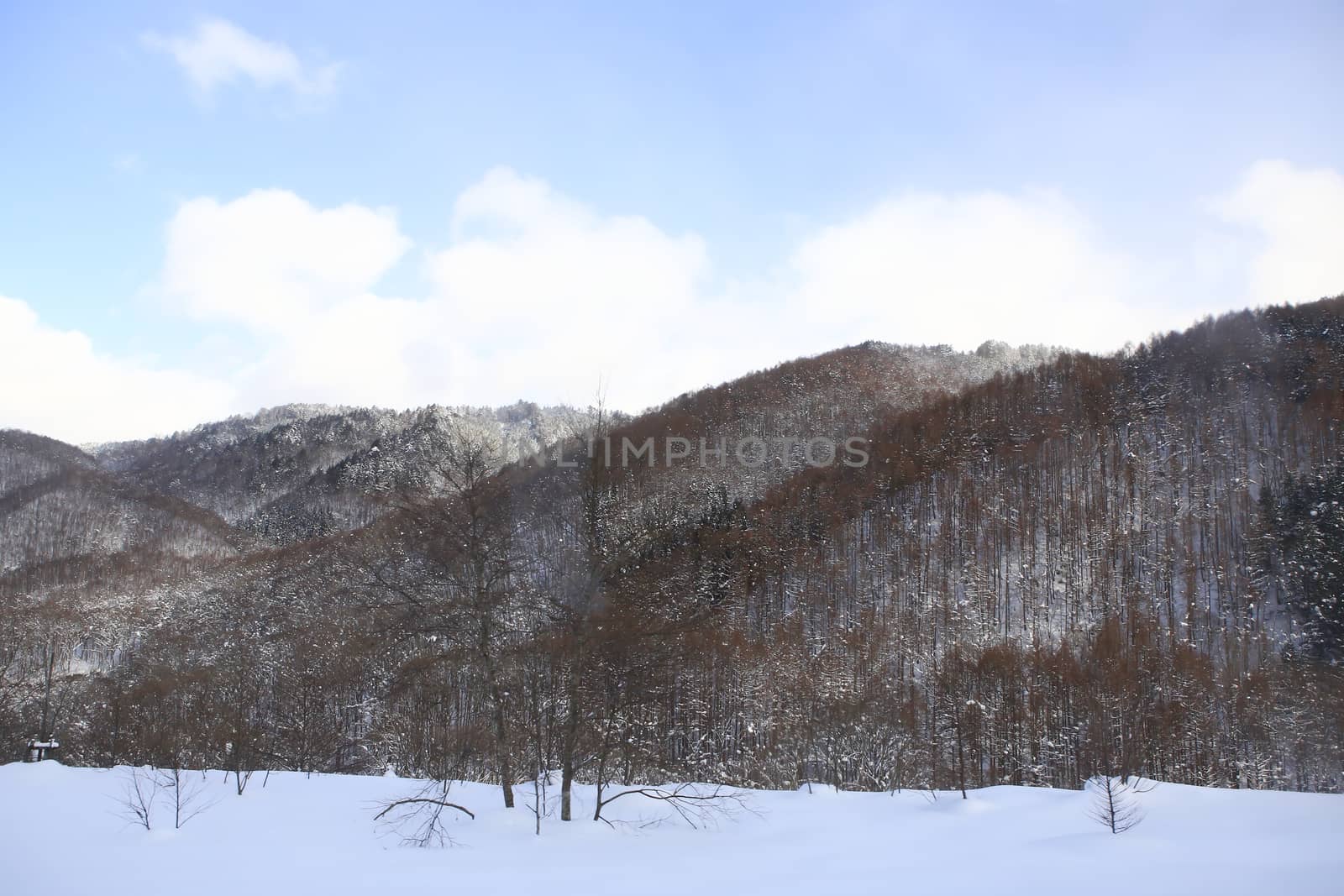 Winter Landscape with Snow and Trees by rufous