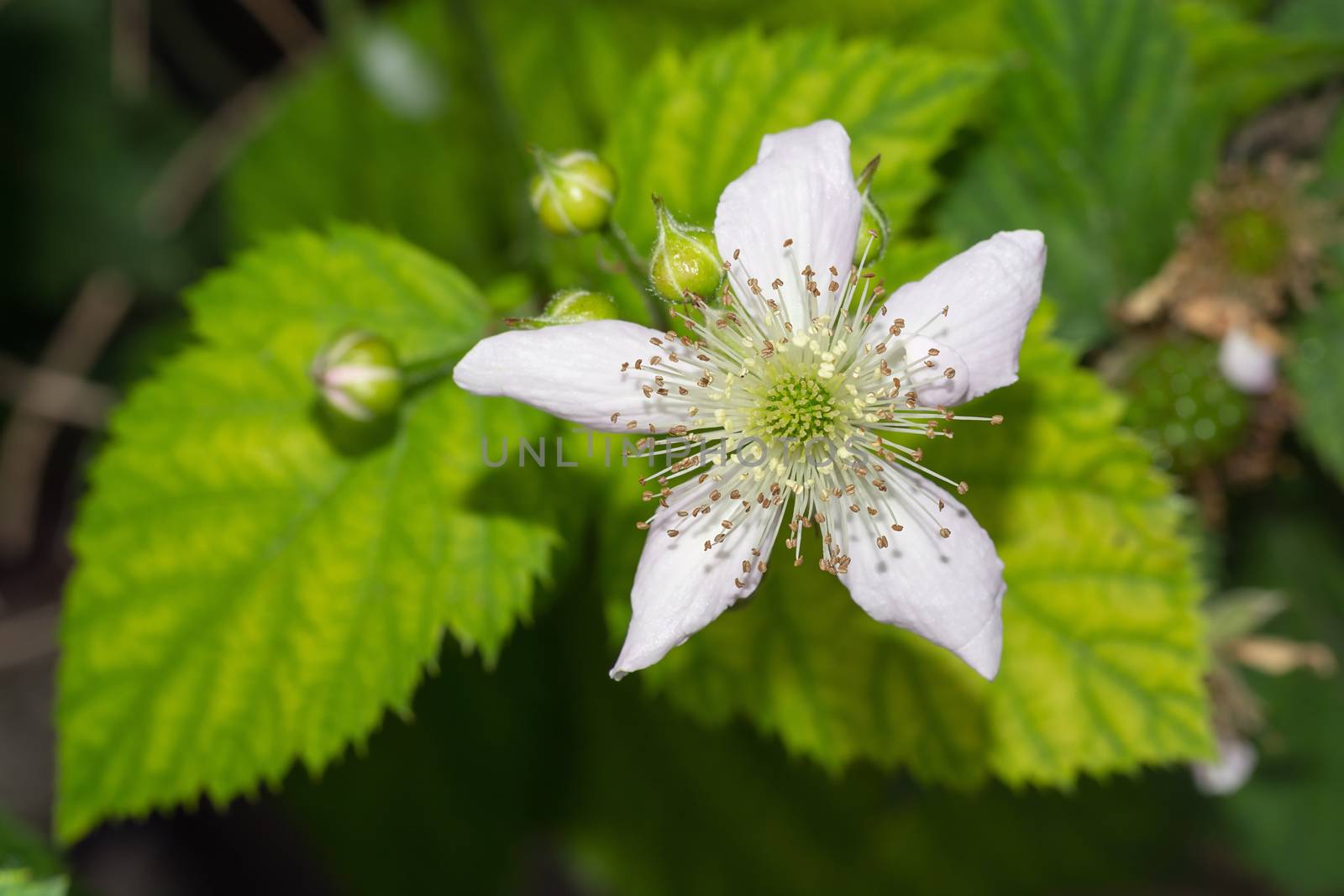 Blackberry Flower by milinz