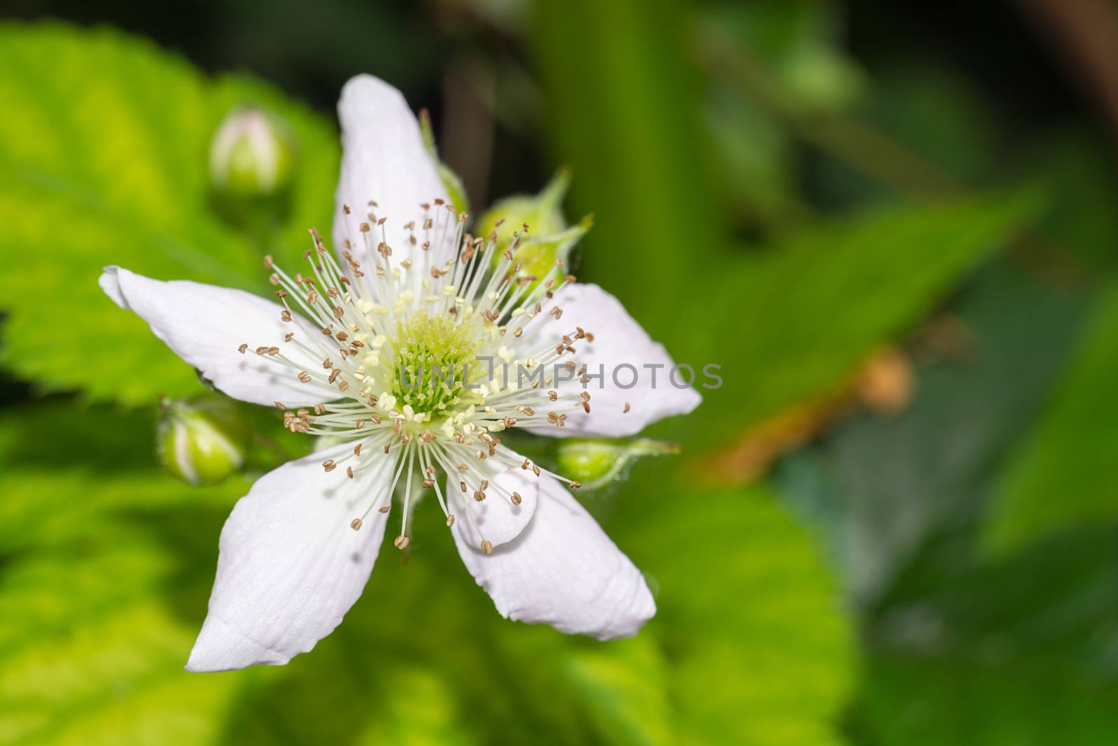 Blackberry Flower by milinz