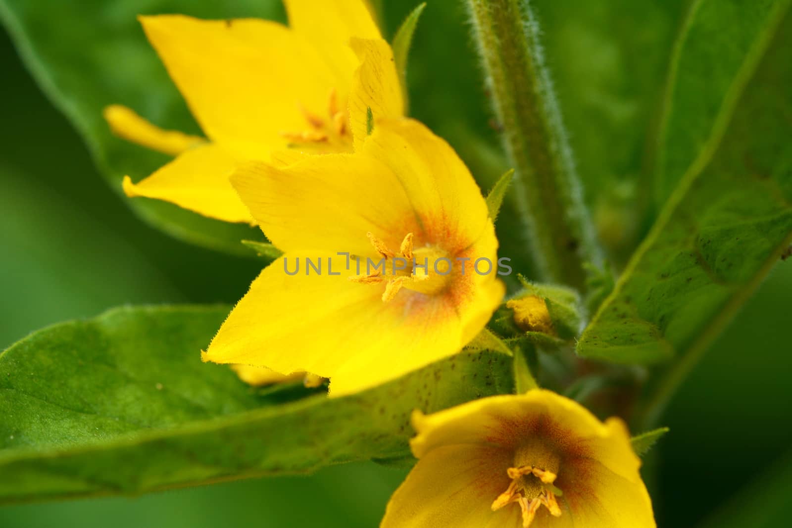 Macro of yellow loosestrife flowers against green leaves