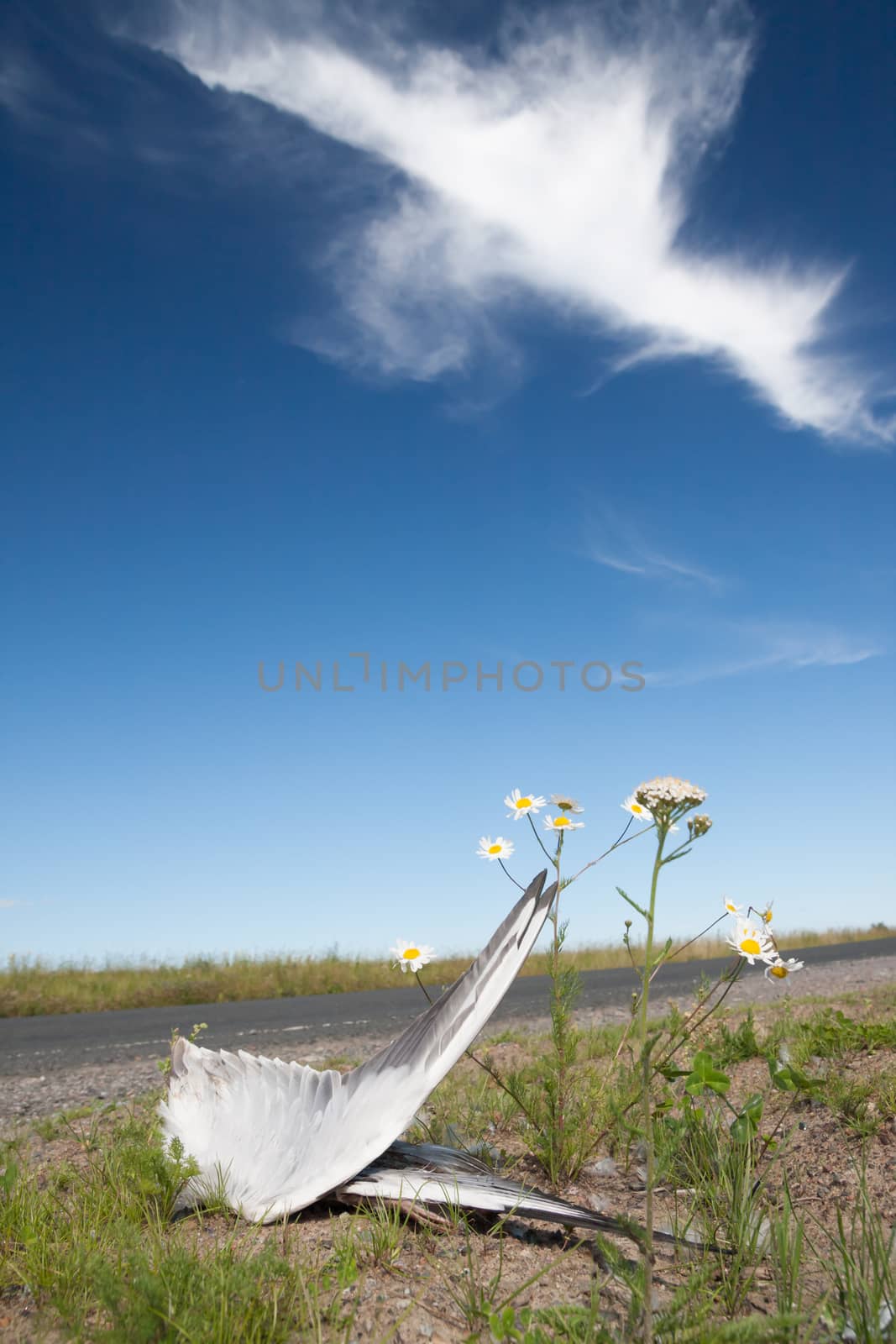 Dead bird wings and flowers side of the road by juhku