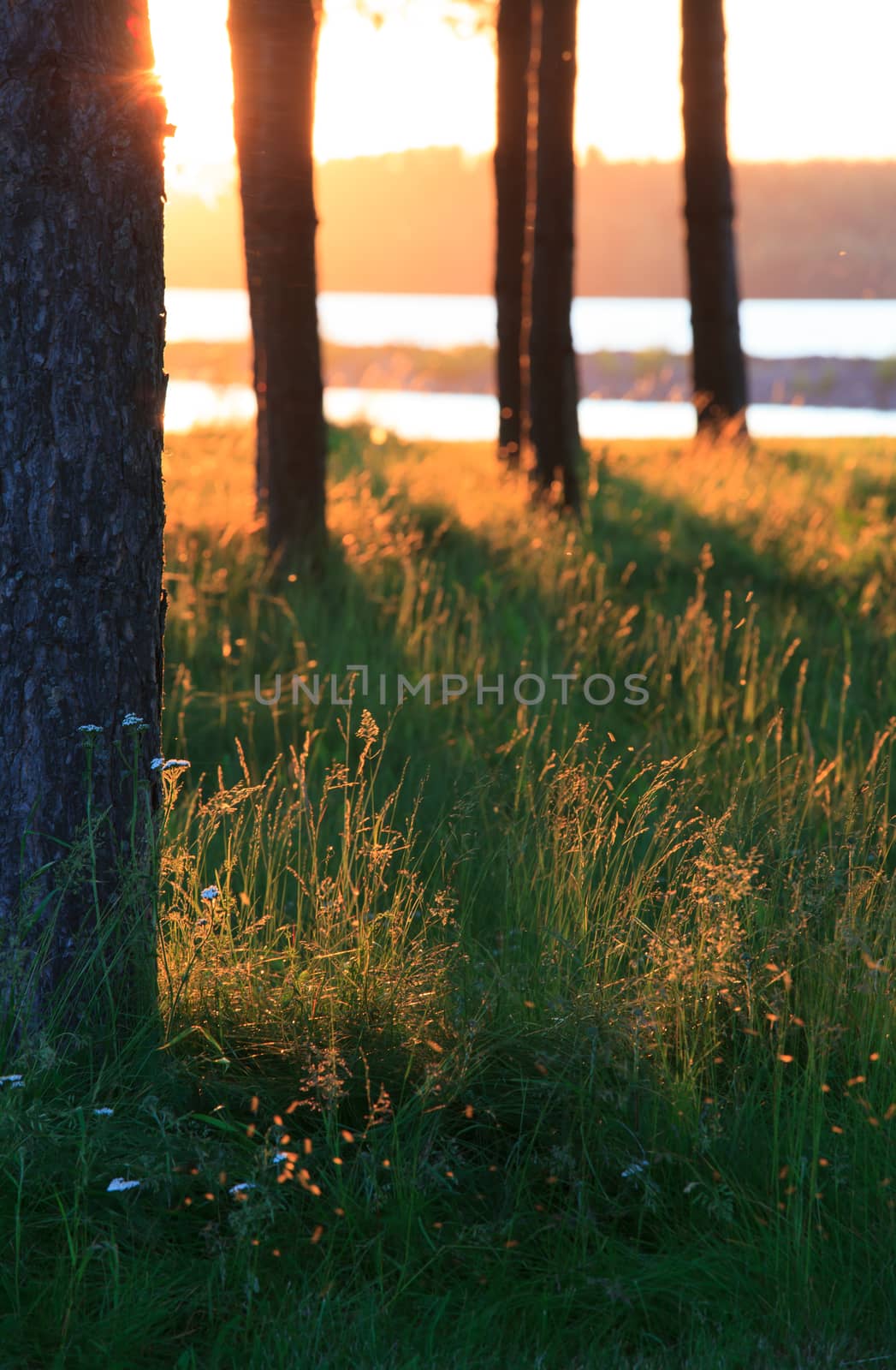 Sunset and trees at meadow by juhku