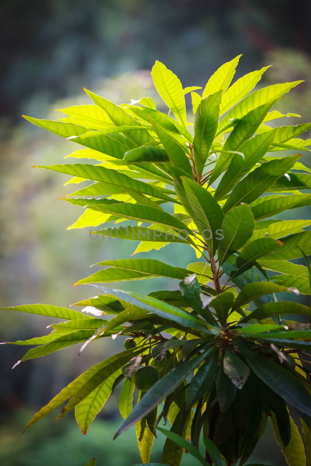 Lush green plant with big leaves by juhku