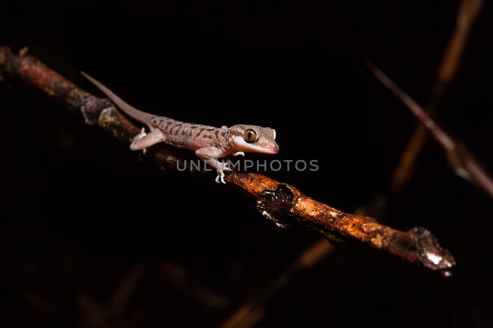 Gecko on a branch at night by juhku