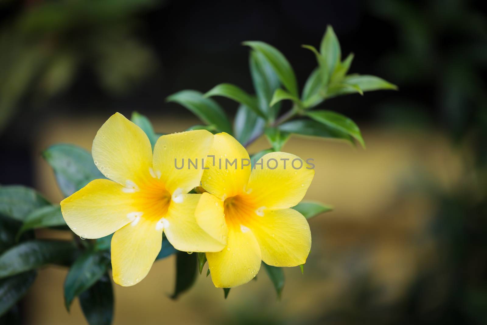 Two yellow allamanda flowers