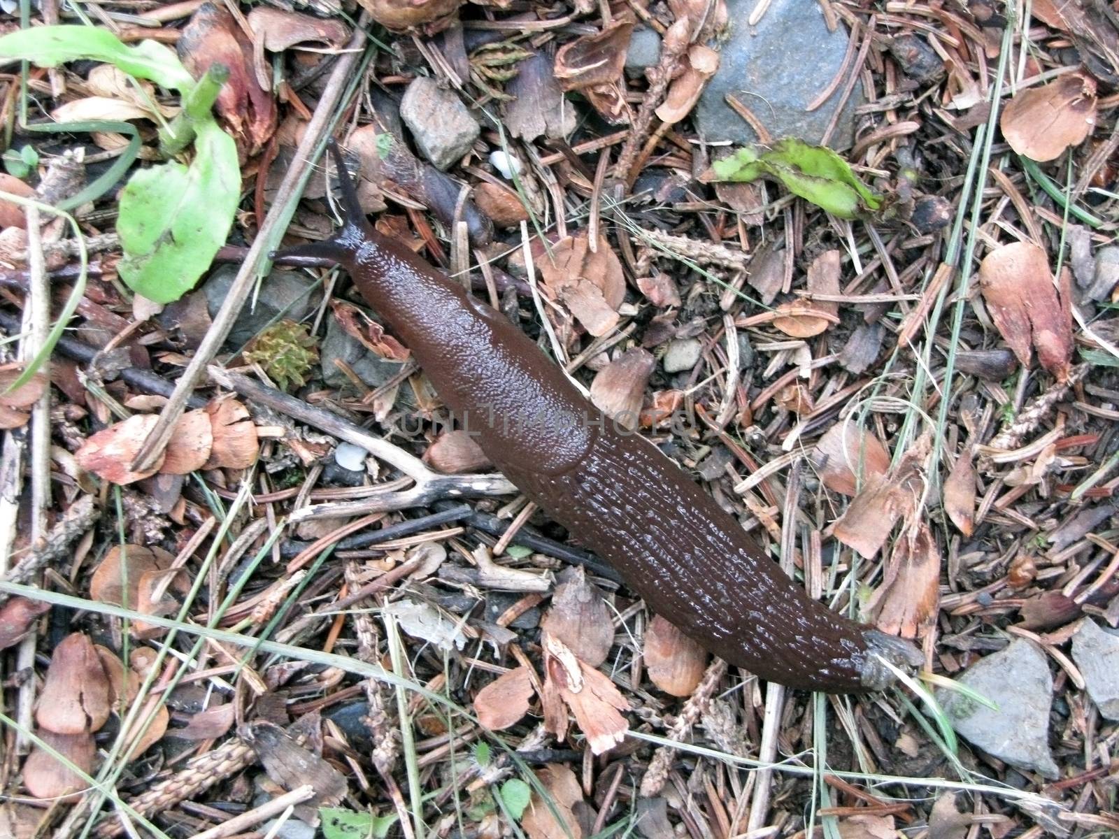 slug close up