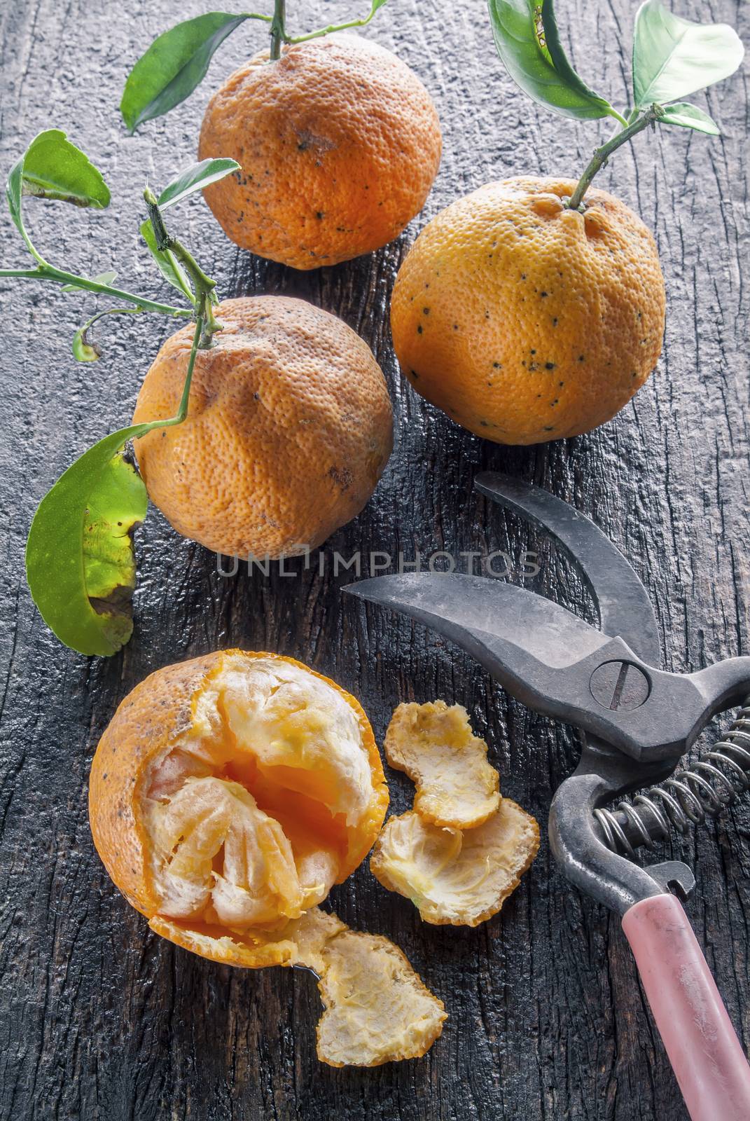 Image of a group of bitter oranges on a rustic wooden surface with pruning shears.
