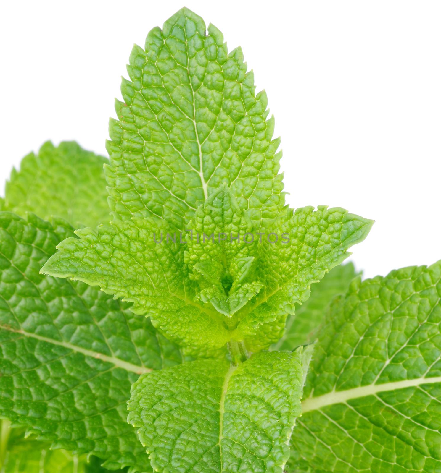 Fresh Peppermint Leaves isolated on white background