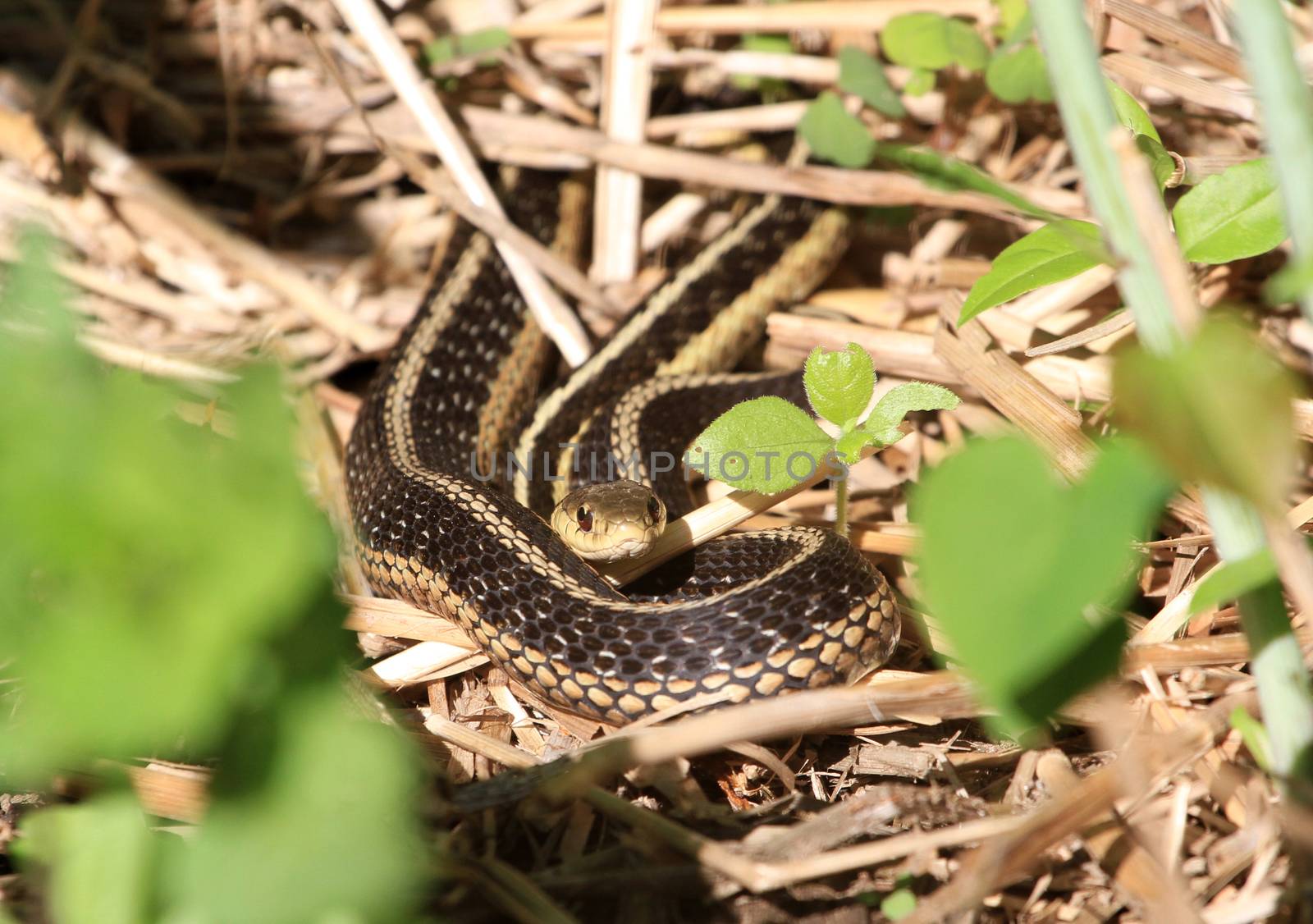 Eastern Garter Snake warming in morning sun