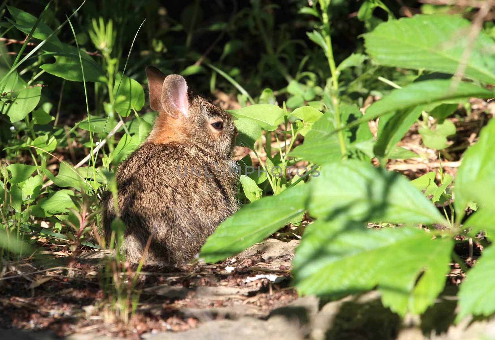 Young Cotton-tail Rabbit warming in morning sun