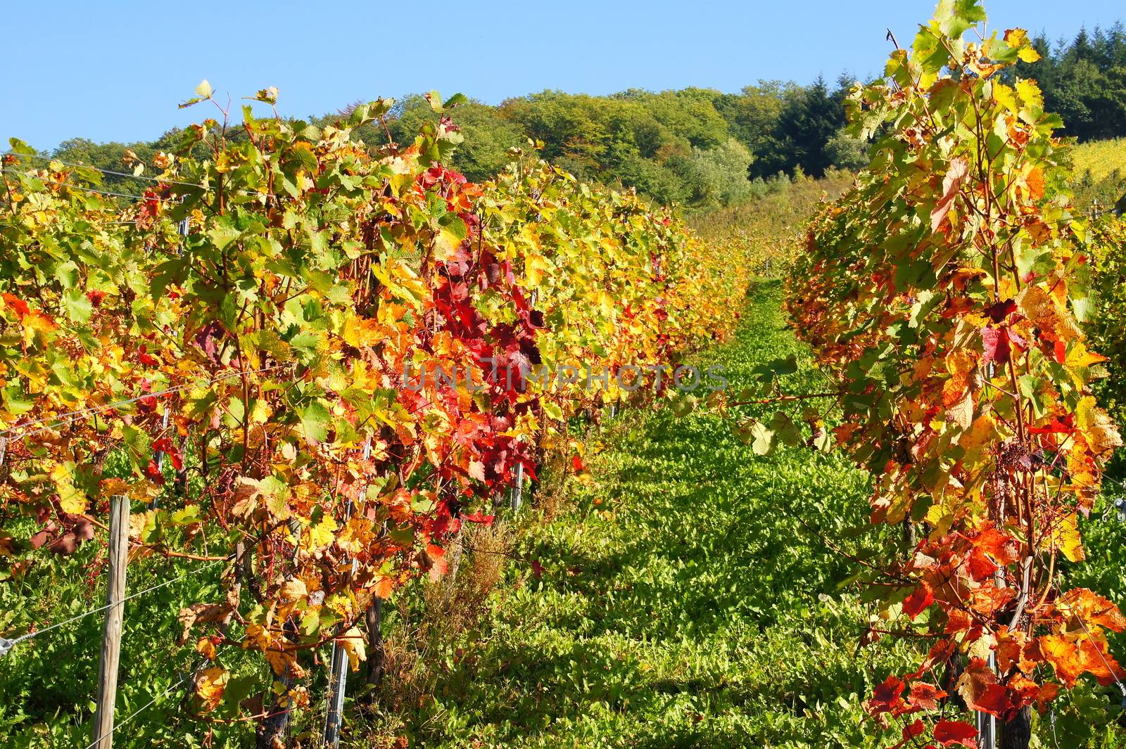 farbige Weinstöcke im Herbst