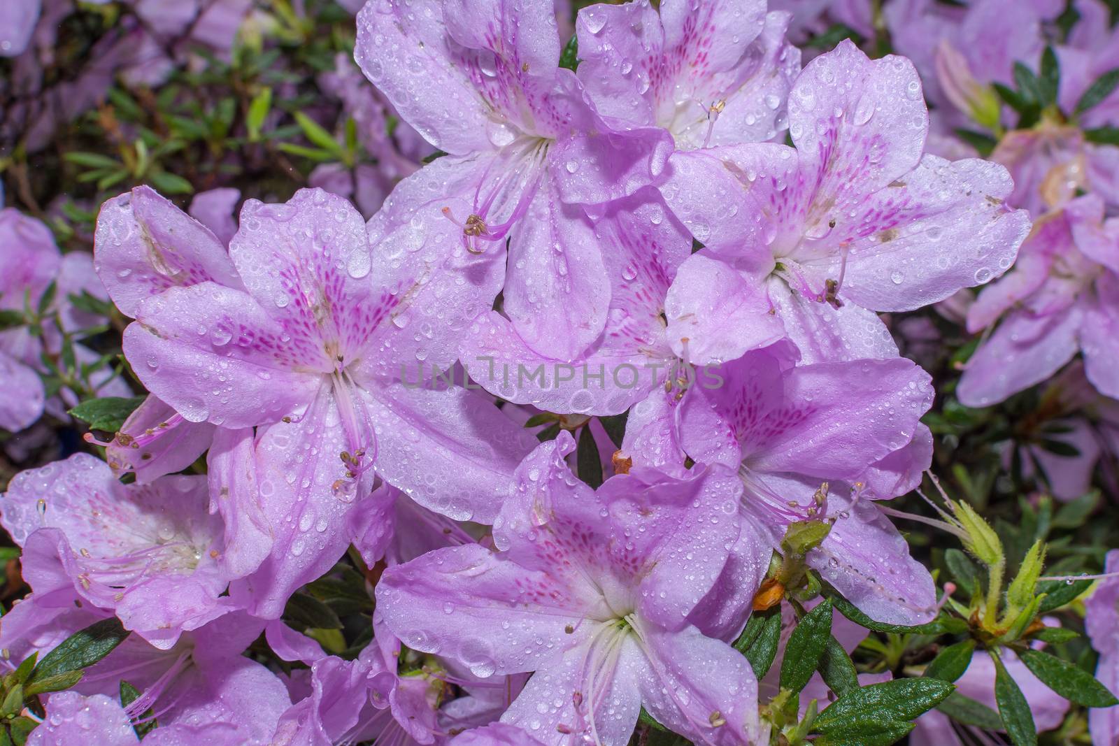 Beautiful flowers after the rain by sonyporto12