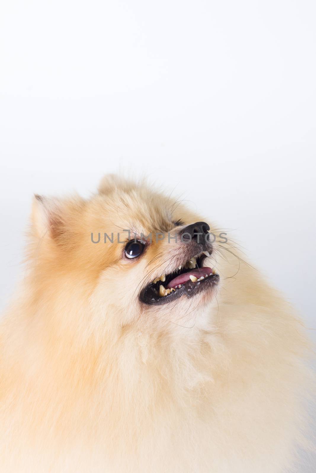 Pomeranian show champion dog, on white background by jee1999