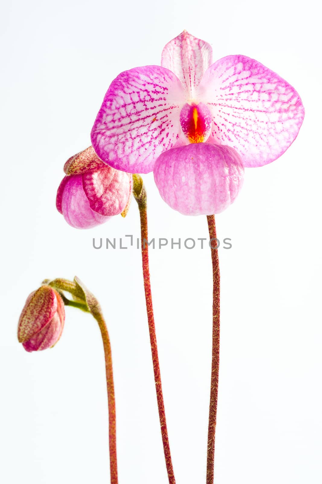 Paph. Magic Lantern