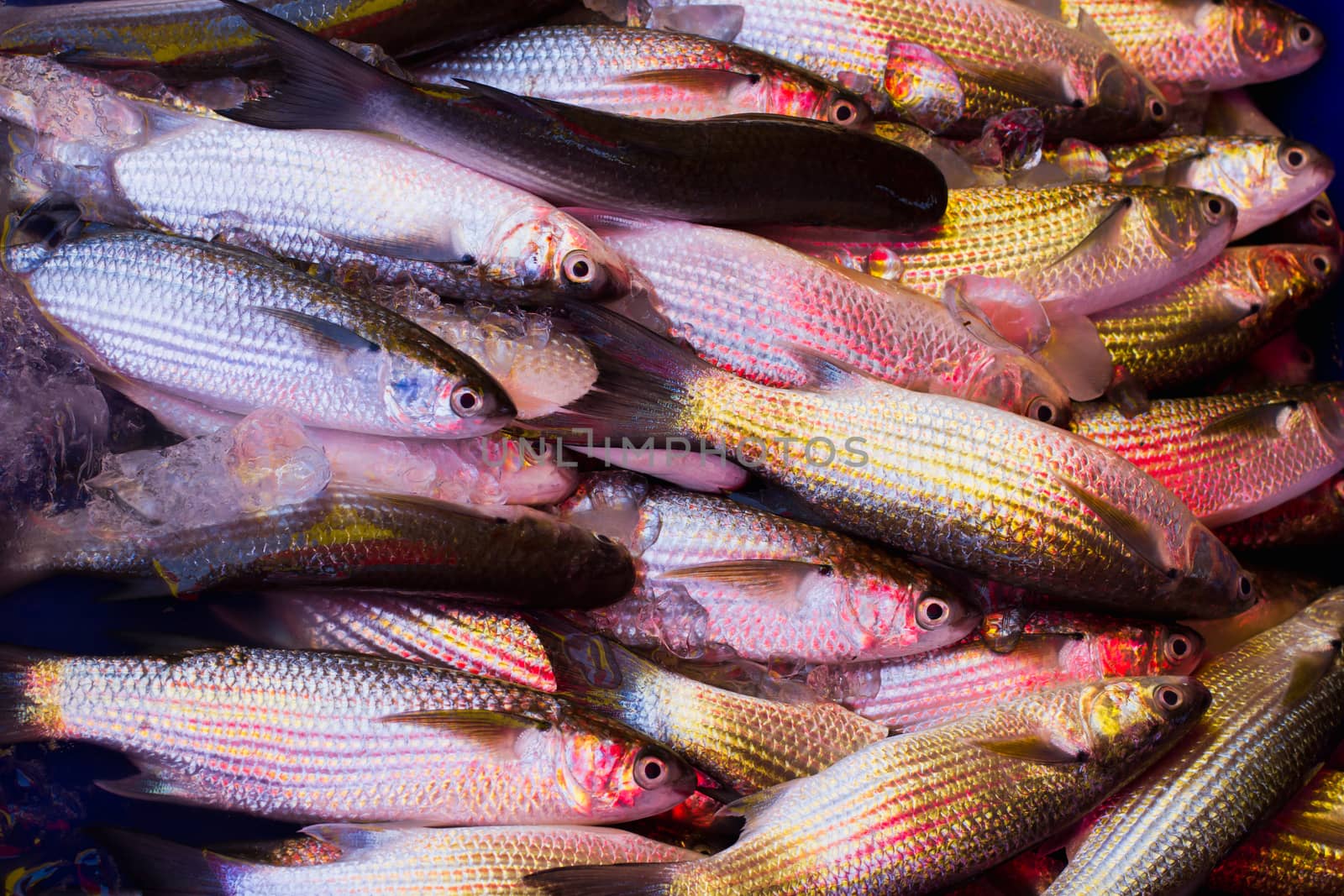 Fresh fish on ice for sale at market