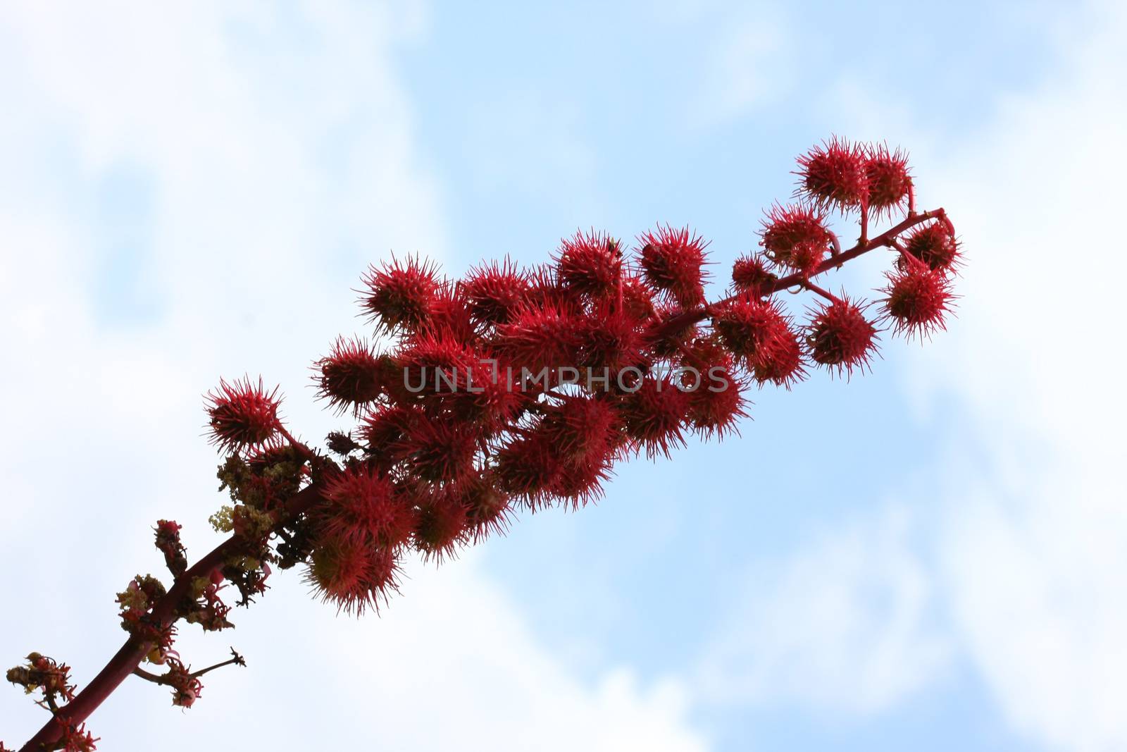 Unknown spiny red fruits on Greek island Skopelos