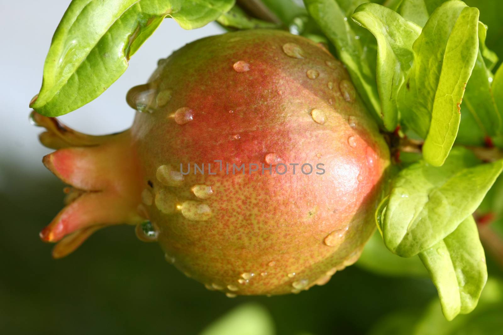 Closeup of pomegranate on the Greek island Skopelos