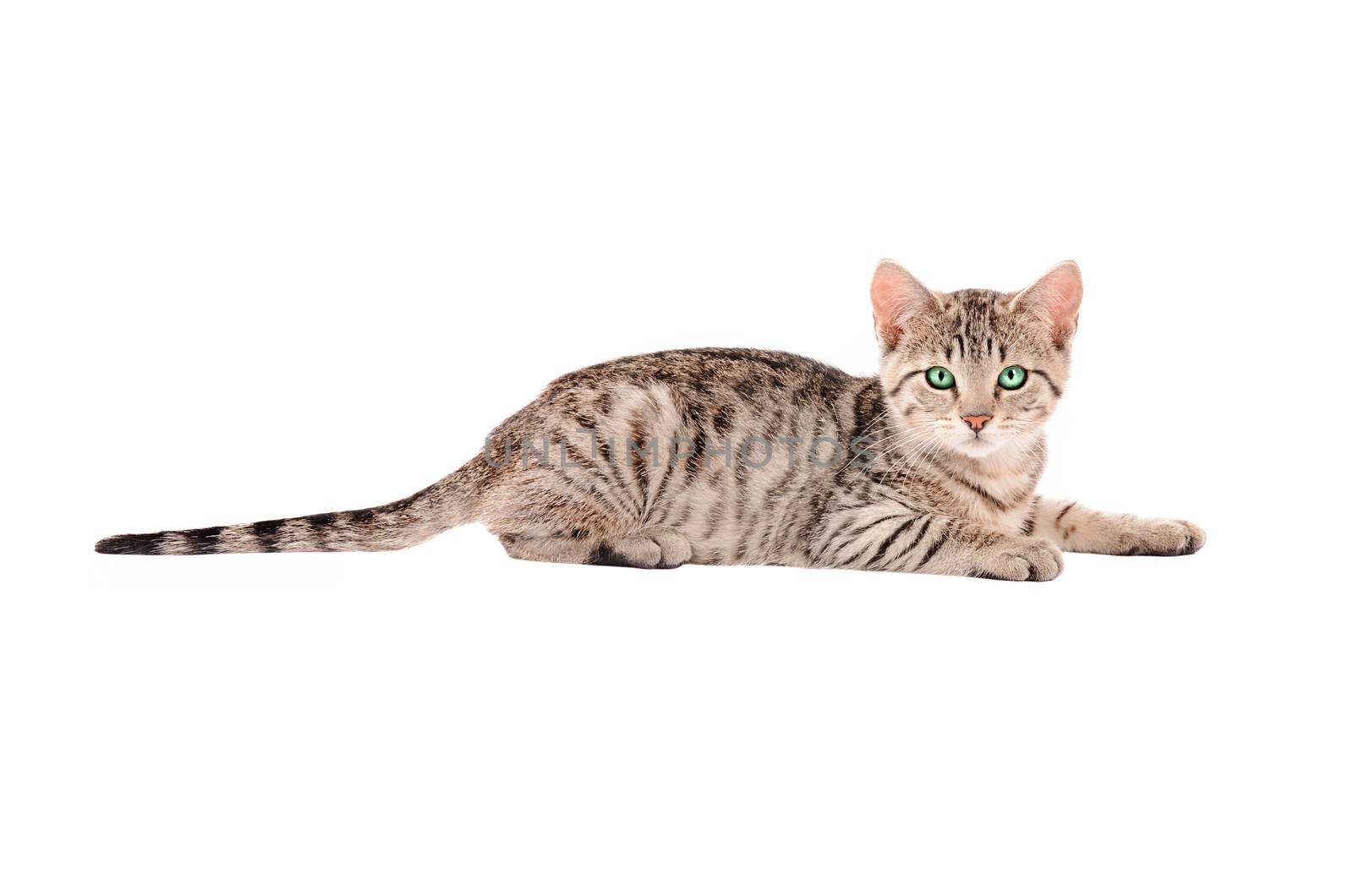 A Tabby Kitten on White by dnsphotography