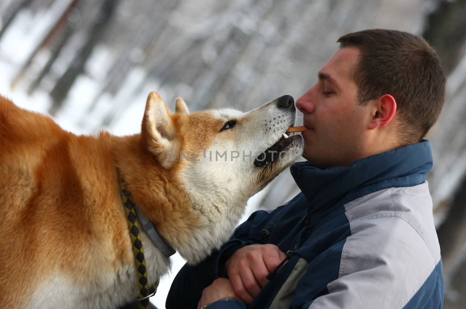 Japanese dog Akita inu ,taking cracker from young man,his owner in Belgrade,Serbia