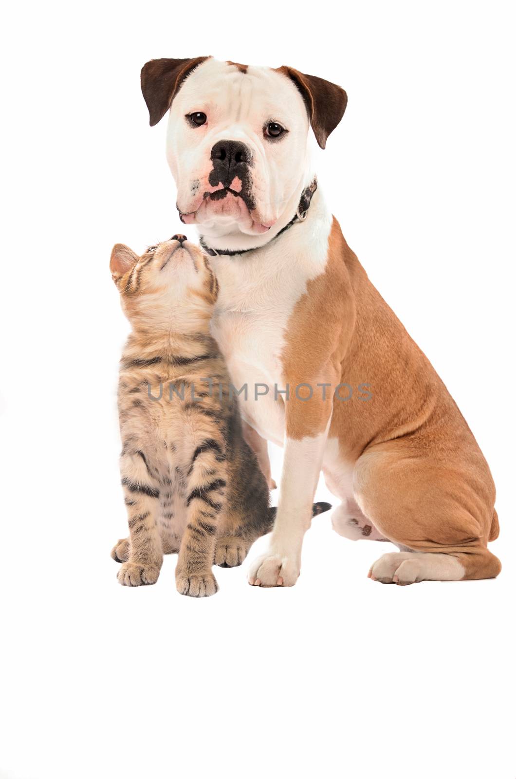 An olde English Bulldog and kitten on a white backgroud.