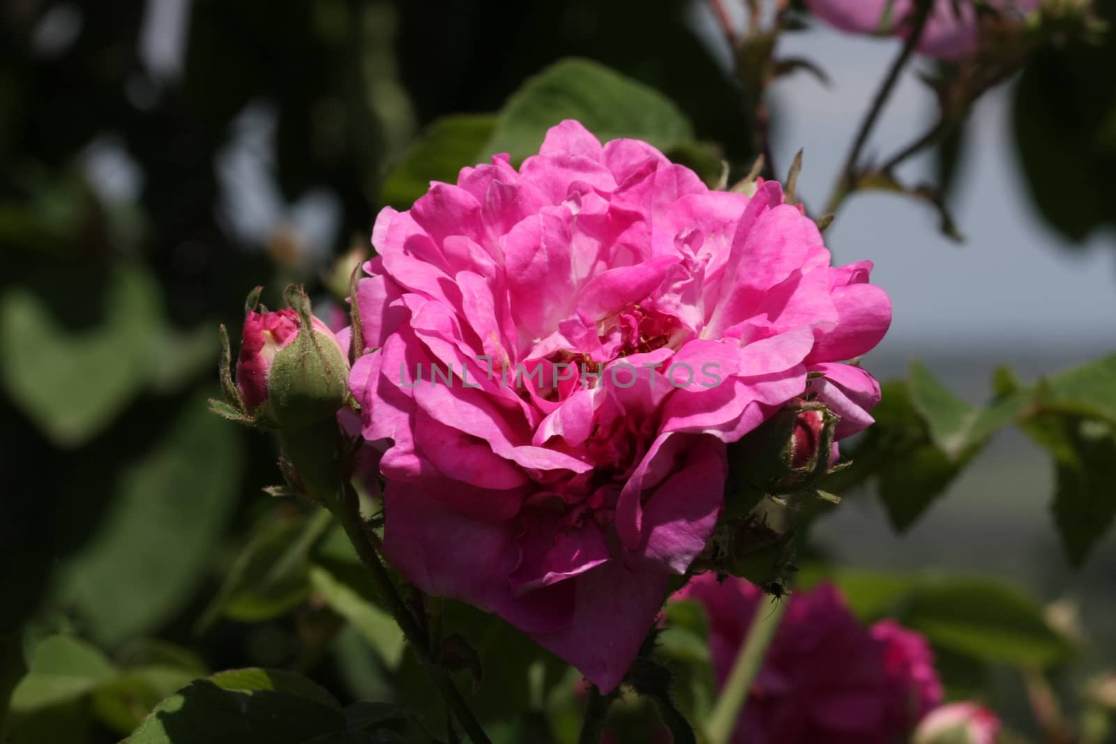 Pink rose in the garden