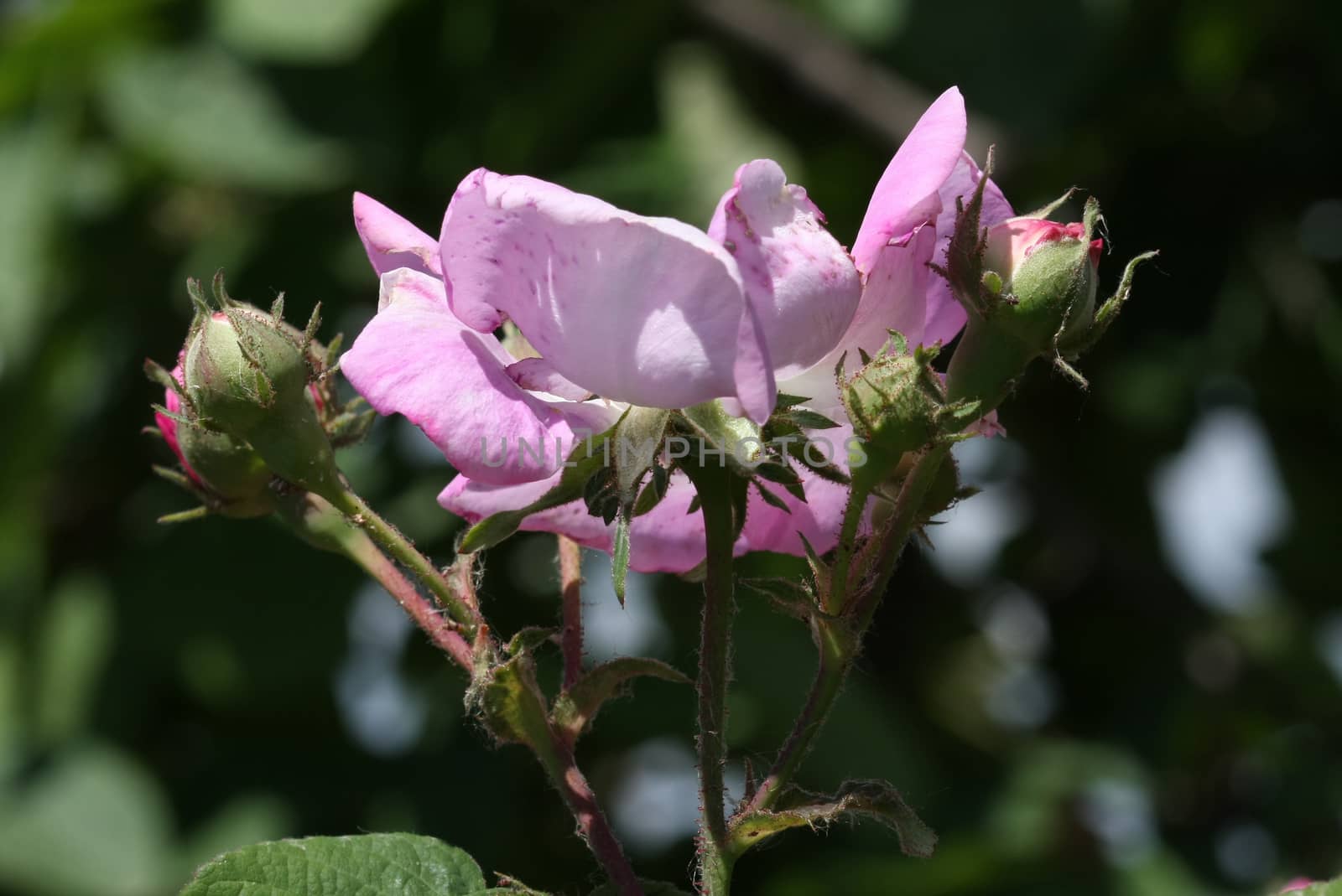 Pink rose in the garden