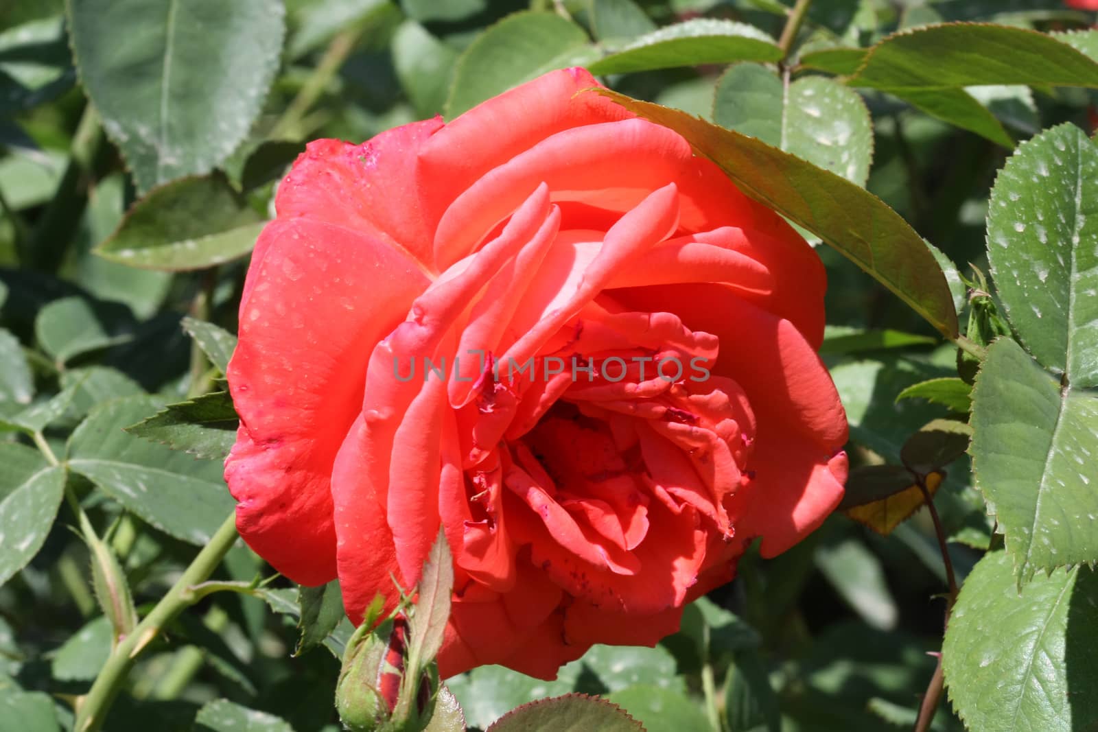 Red rose in the garden