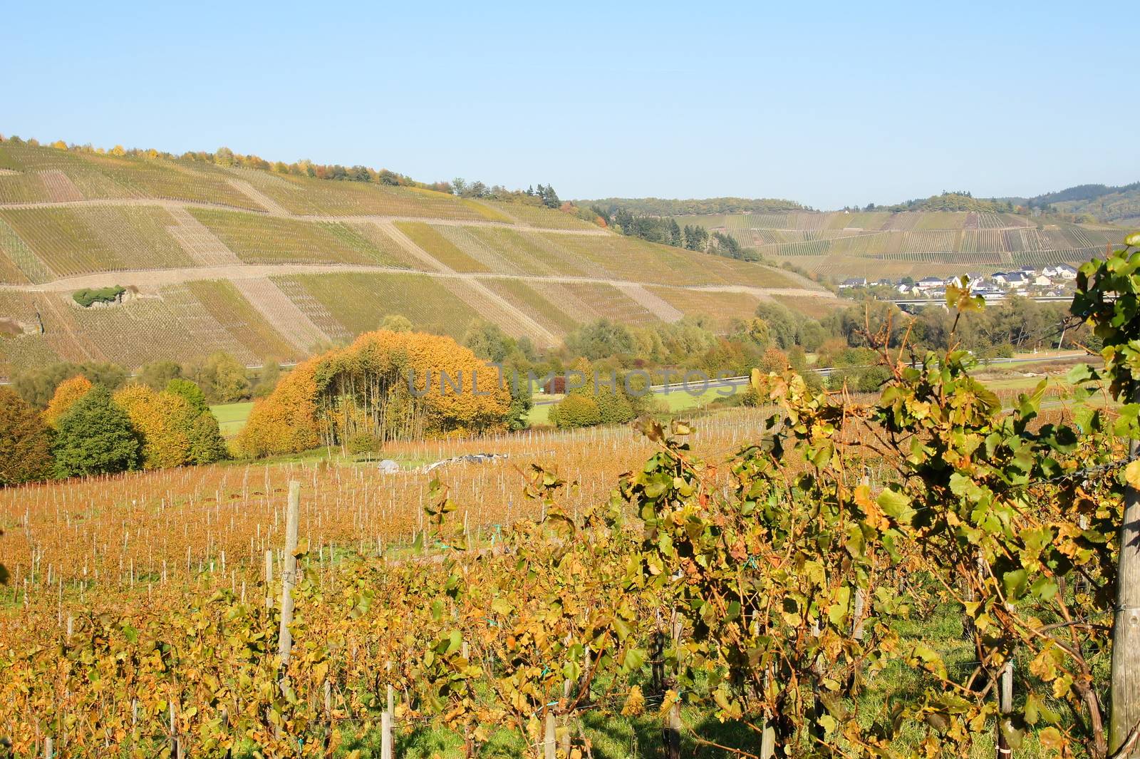 Herbstliche Weinlandschaft an der Mosel mit Lieser rechts
