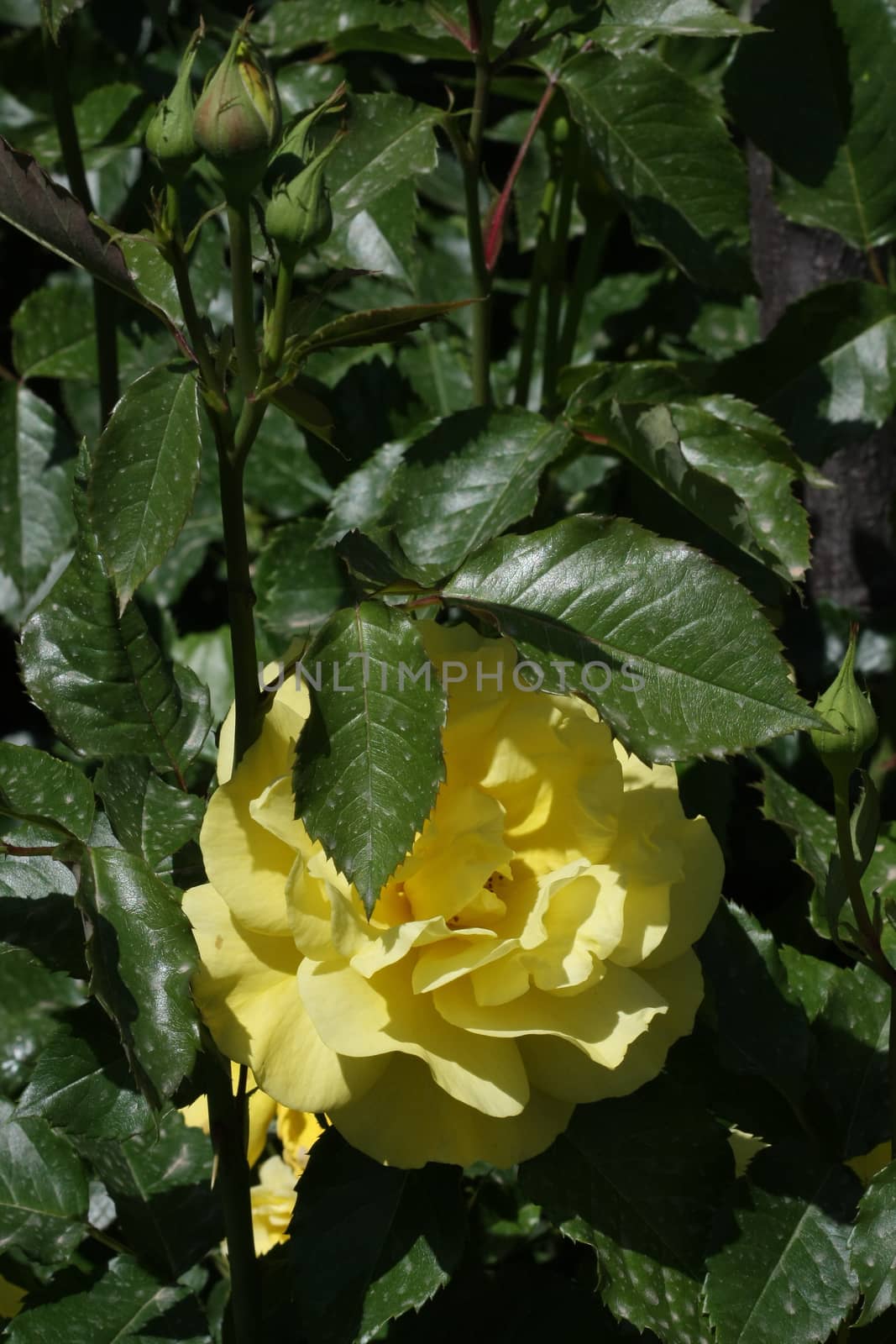Yellow  rose in the garden
