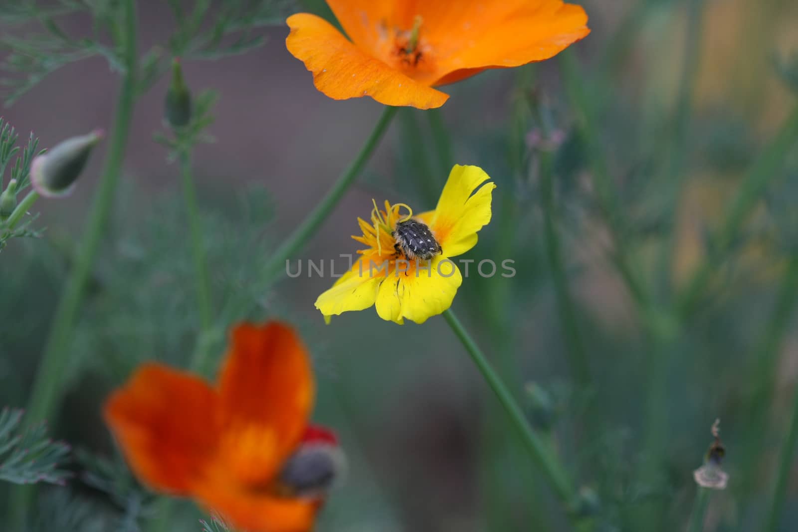 Insect attacks a flower of marigold in the village garden